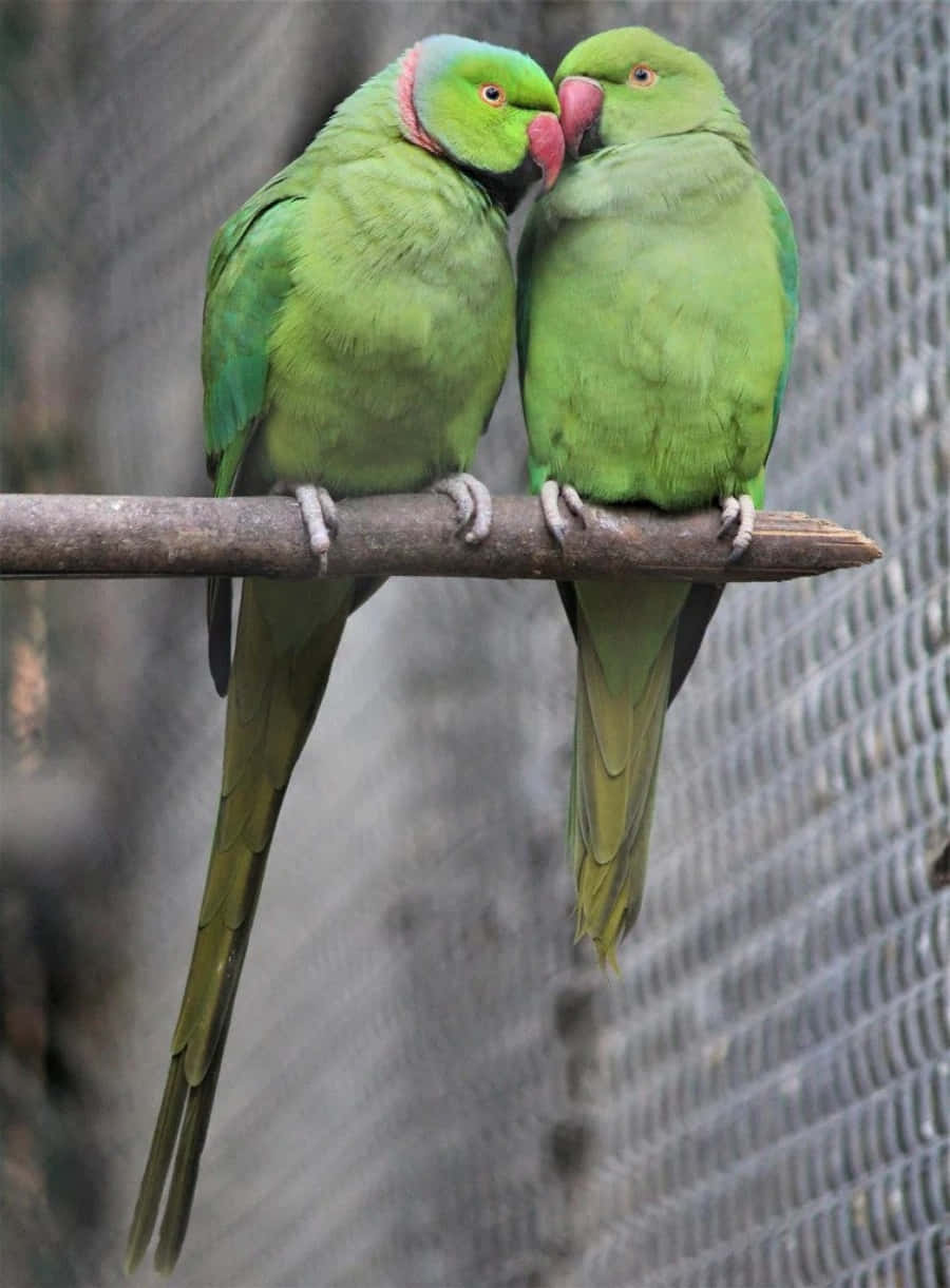 Love Birds 桌布 壁紙 — 兩隻鮮豔的綠色鸚鵡緊貼在樹枝上，在模糊的金屬網背景下溫柔地磨蹭鳥喙。