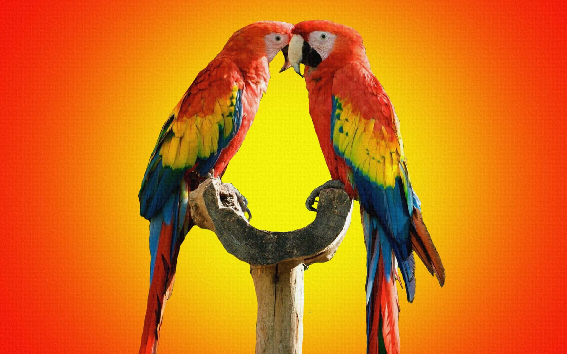 parrot 桌布 壁紙 — 兩隻鮮豔的緋紅金剛鸚鵡棲息在木枝上，面對面，背景是火熱的橙色和黃色漸變。