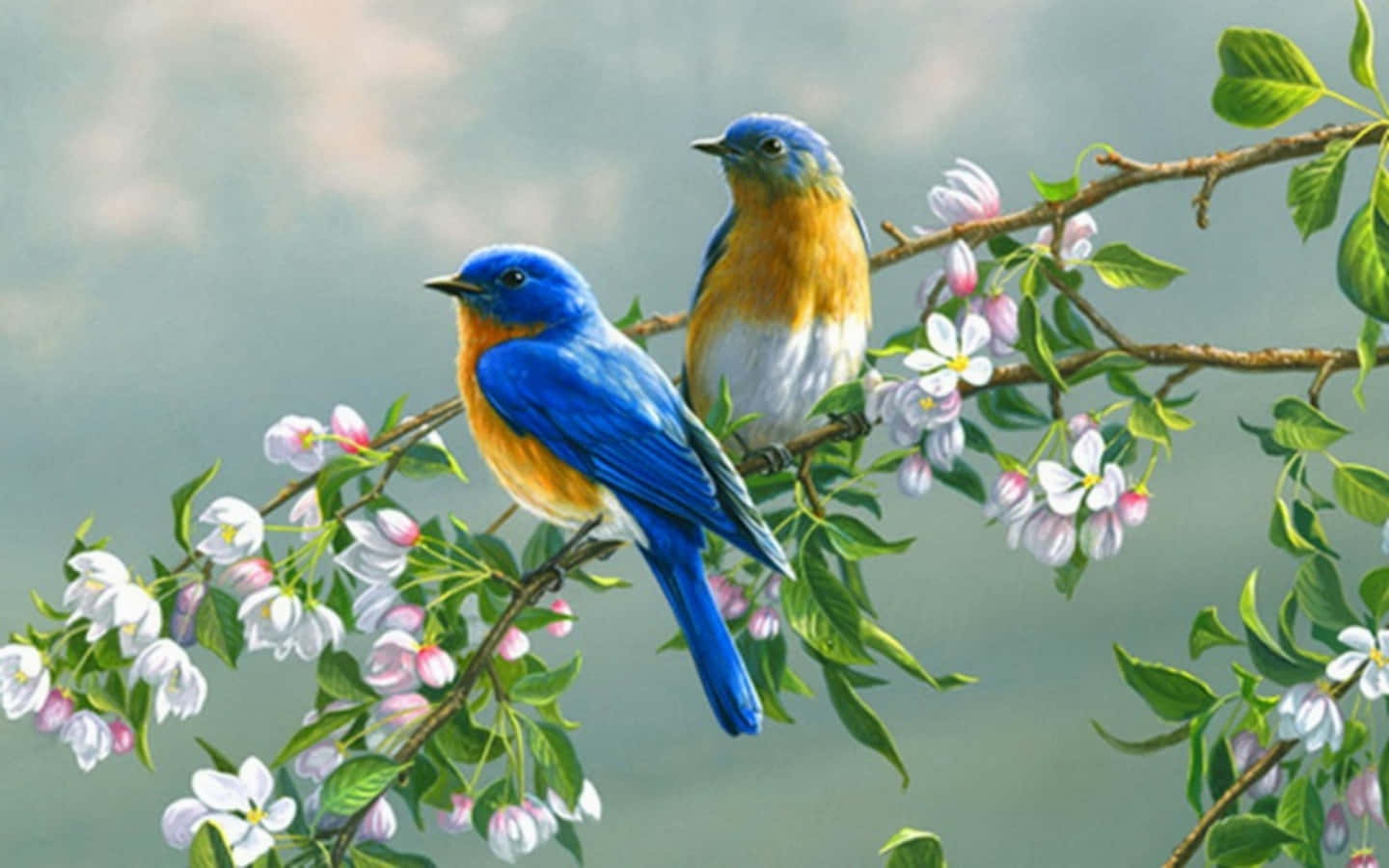 Love Birds 桌布 壁紙 — 兩隻鮮豔的藍鳥棲息在開花的樹枝上，樹枝上有白色和粉紅色的花朵，背景柔和朦朧。