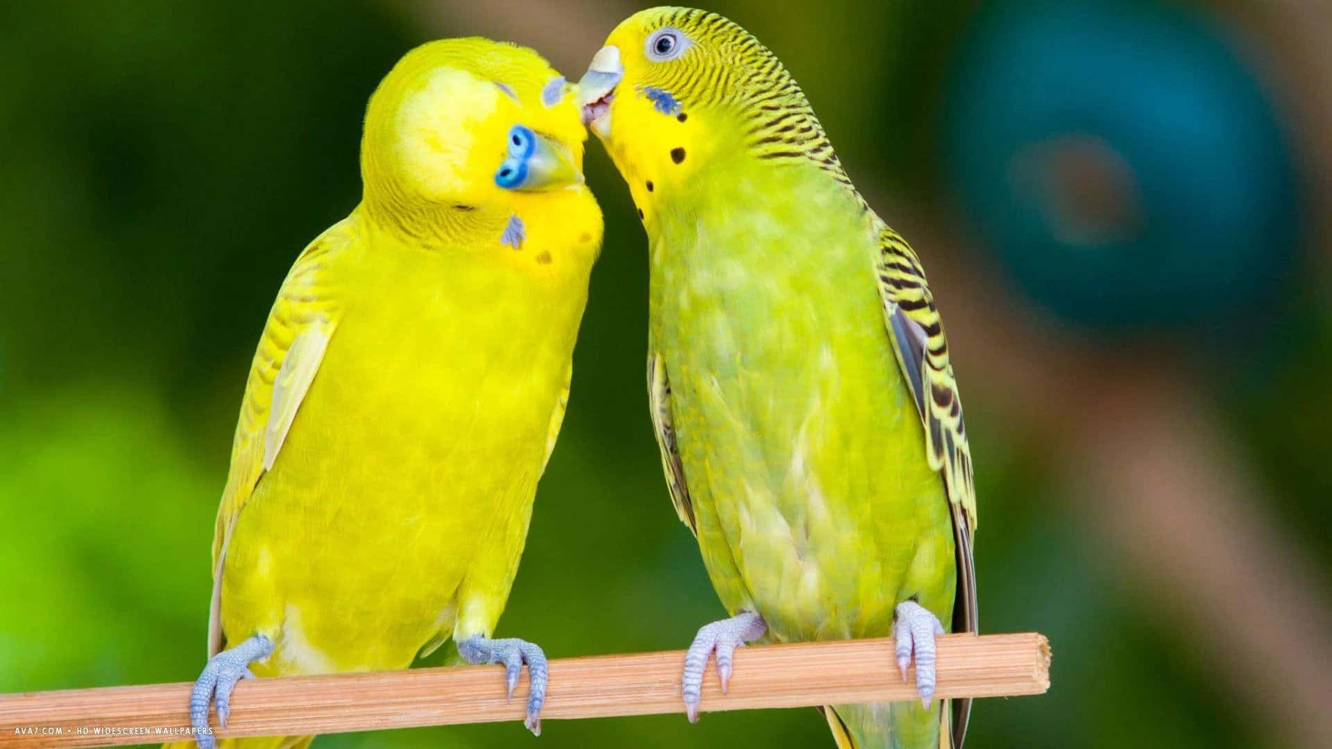 Love Birds 桌布 壁紙 — 兩隻鮮豔的黃色和綠色虎皮鸚鵡緊密地棲息在竹棍上，在鬱鬱蔥蔥的綠色環境中分享溫柔的時刻。