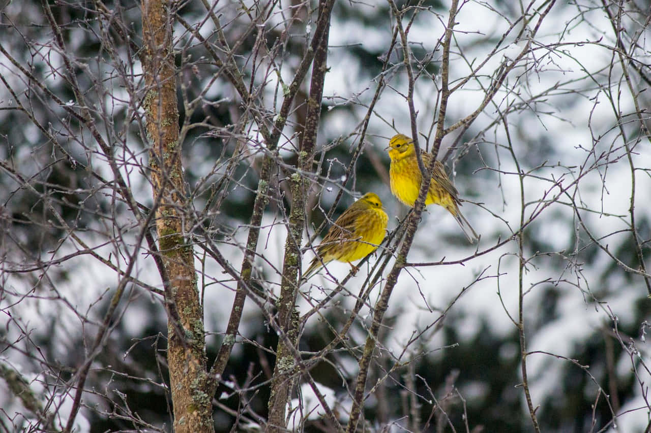 Yellowhammer 桌布 壁紙 — 兩隻鮮黃色嘅雀仔企喺鋪滿雪嘅光禿禿樹枝上，背景係模糊嘅冬季森林。