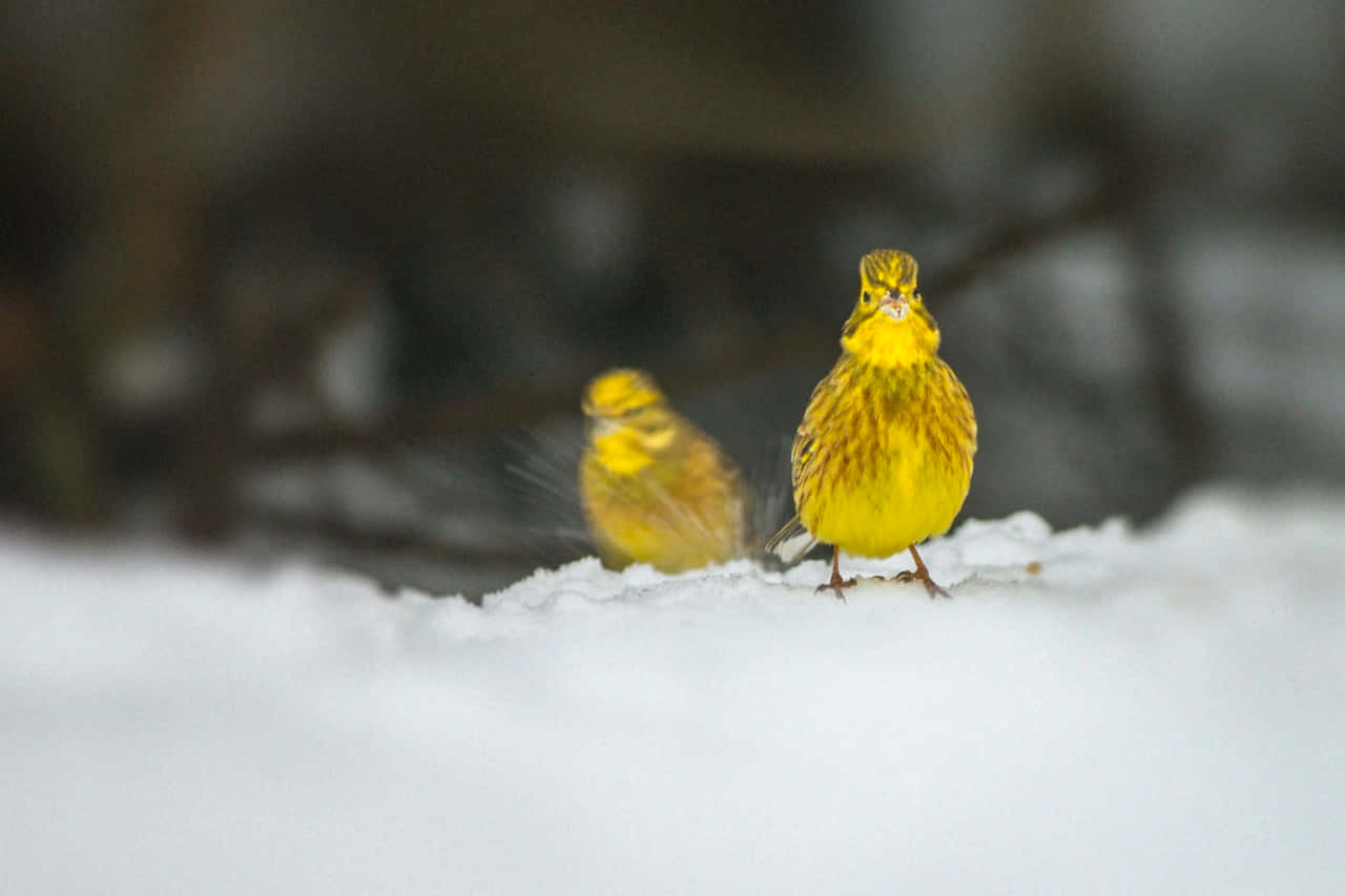 Yellowhammer 桌布 壁紙 — 兩隻鮮黃色的鳥兒站在雪地上，背景是模糊的冬季樹枝。