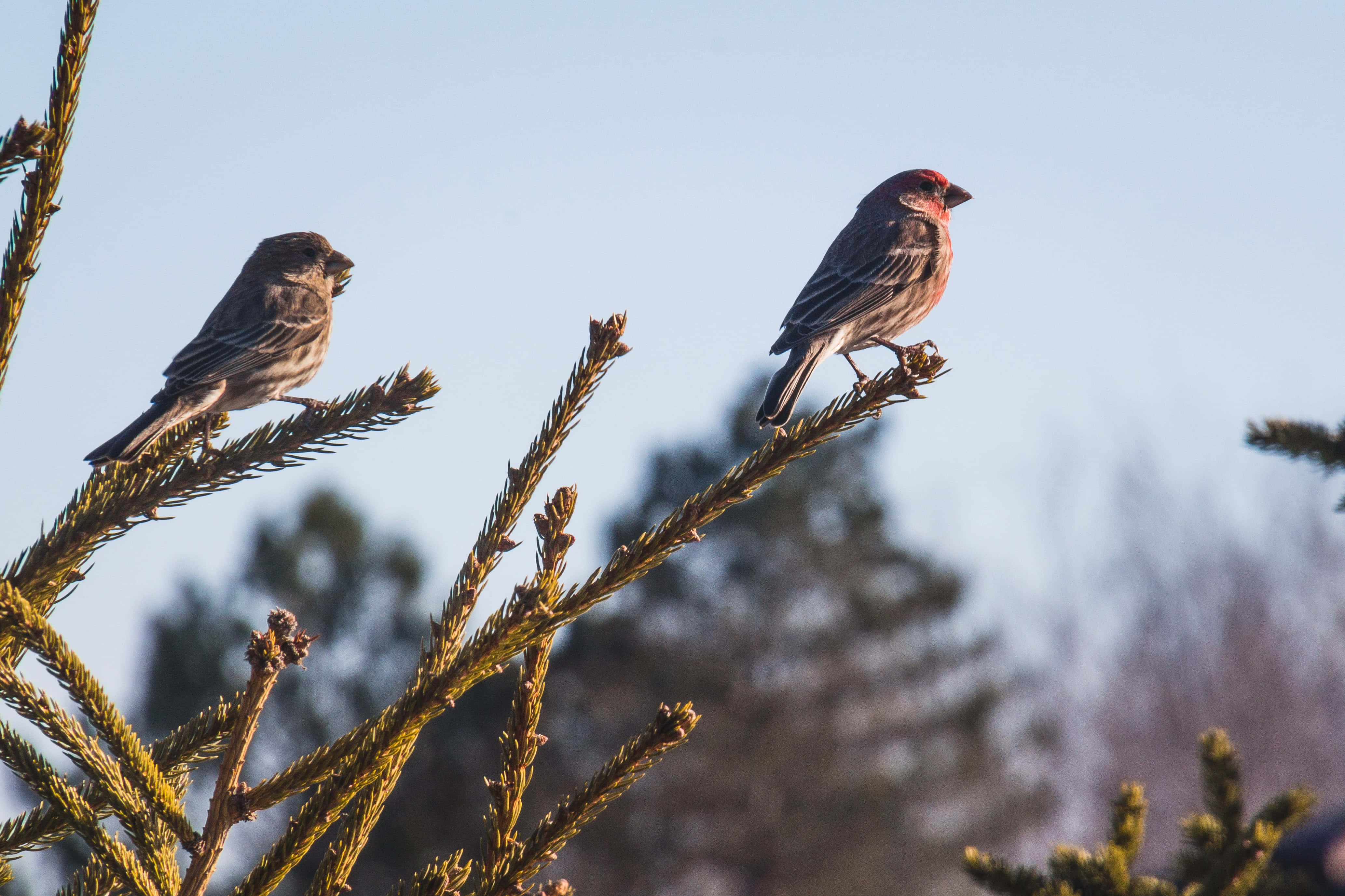 sparrow 桌布 壁紙 — 兩隻鳥棲息在松樹枝上，背景是晴朗的藍天，柔和陽光照亮牠們的羽毛。