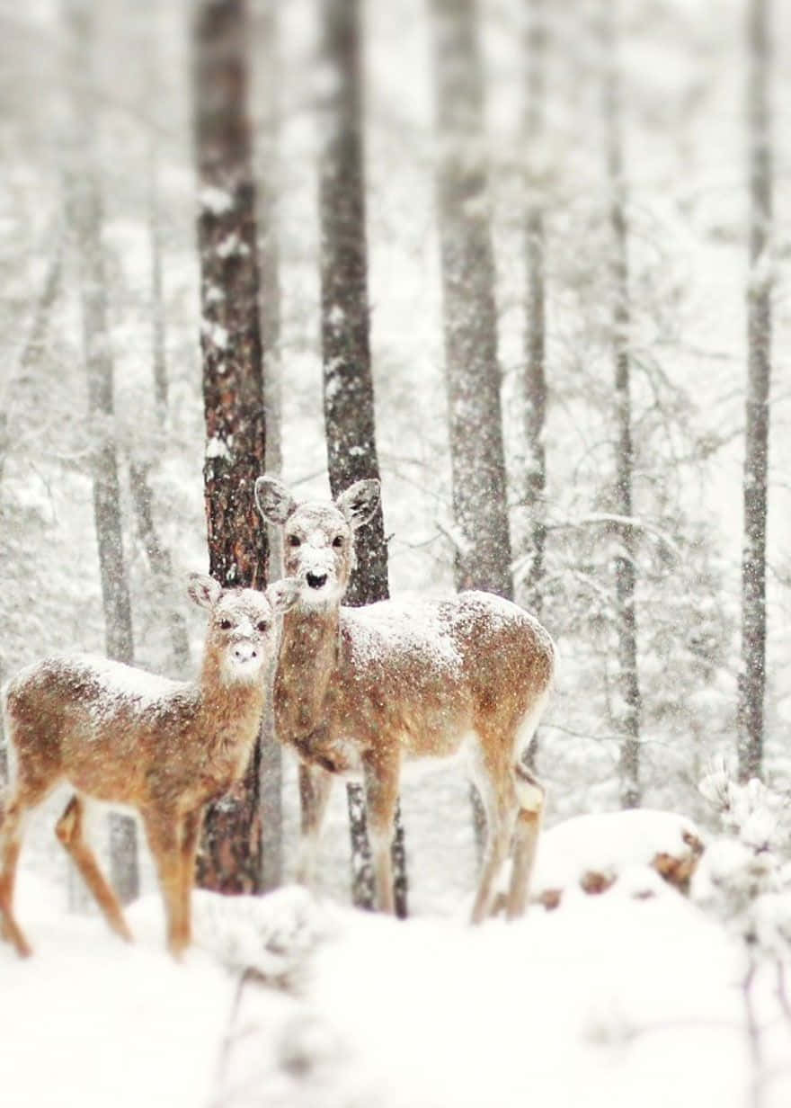 Winter Photography 桌布 壁紙 — 兩隻鹿站在雪地森林中，溫柔的雪花在模糊的樹幹背景下飄落在它們周圍。
