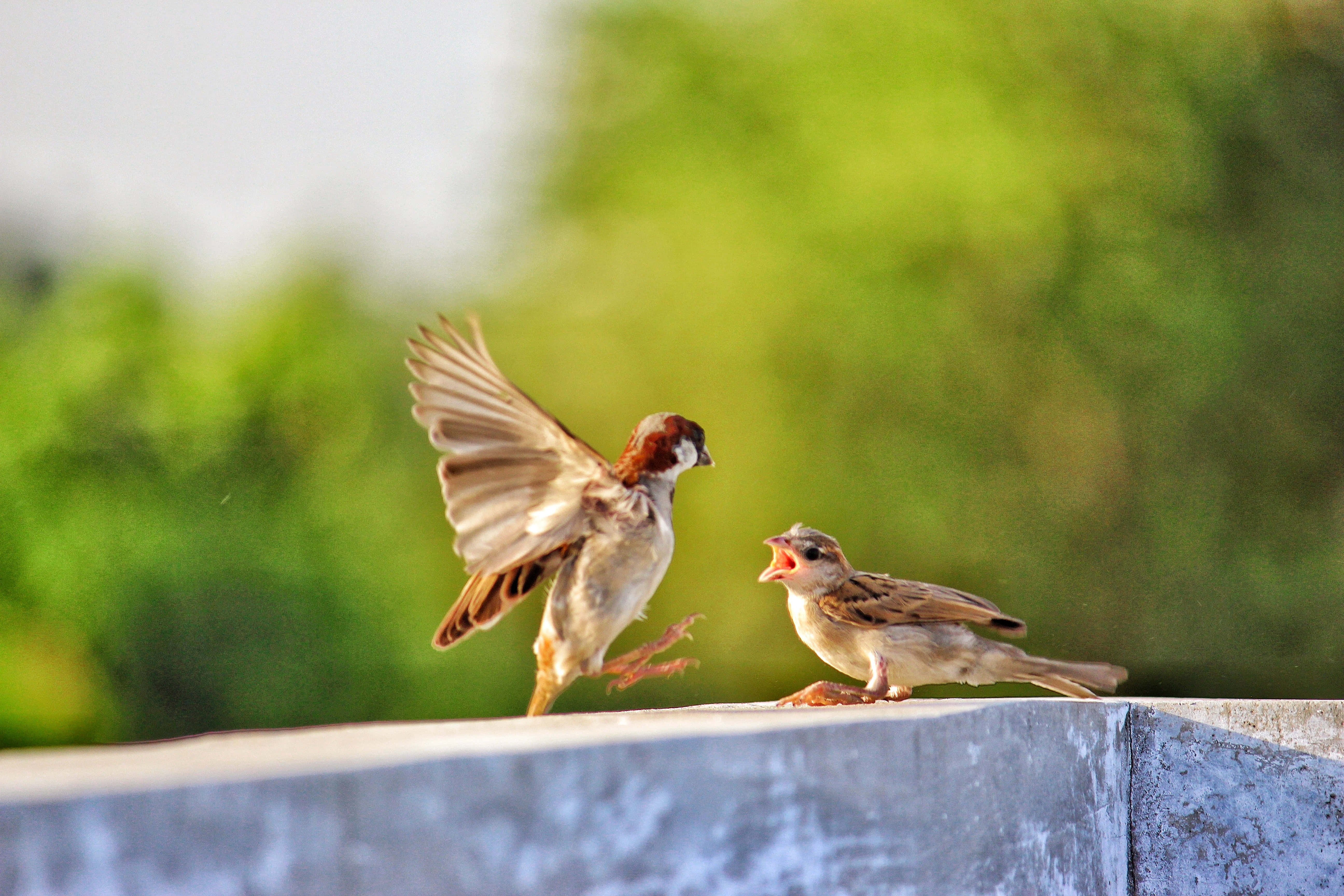 sparrow 桌布 壁紙 — 兩隻麻雀在混凝土邊緣互動，一隻起飛，另一隻張開喙對著柔和的綠色模糊背景嘰喳叫。