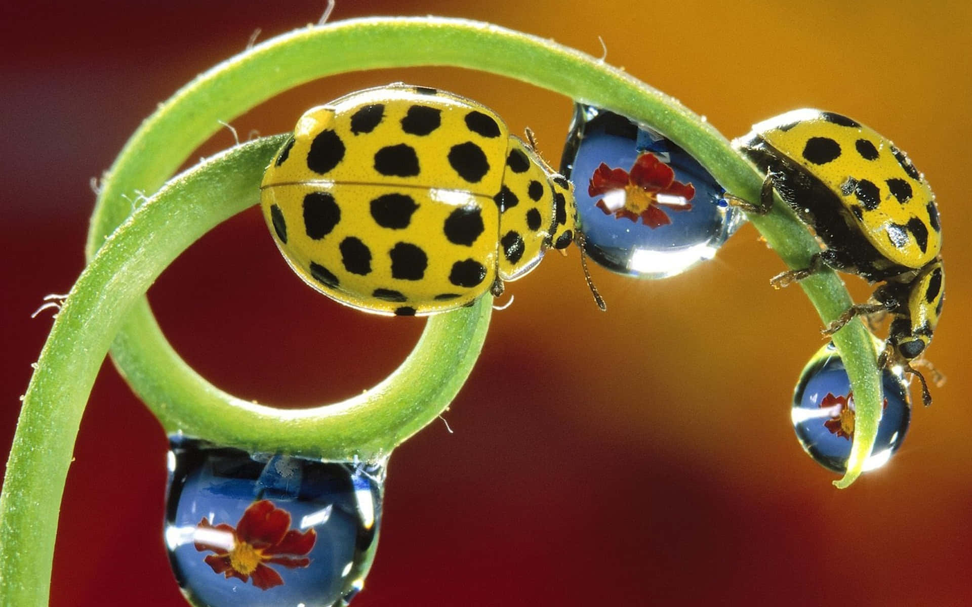 ladybug 桌布 壁紙 — 兩隻黃色斑點瓢蟲緊貼在一條彎曲的綠色莖上，莖上有露珠映照著紅色花朵，背景是溫暖的漸變色。