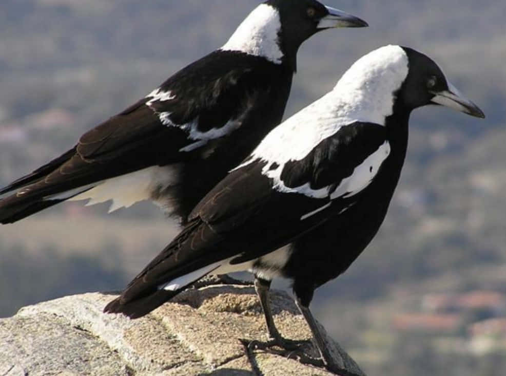 Magpies And Crows 桌布 壁紙 — 兩隻黑白喜鵲警覺地棲息在陽光照耀的岩石上，背後是模糊的郊區景觀。