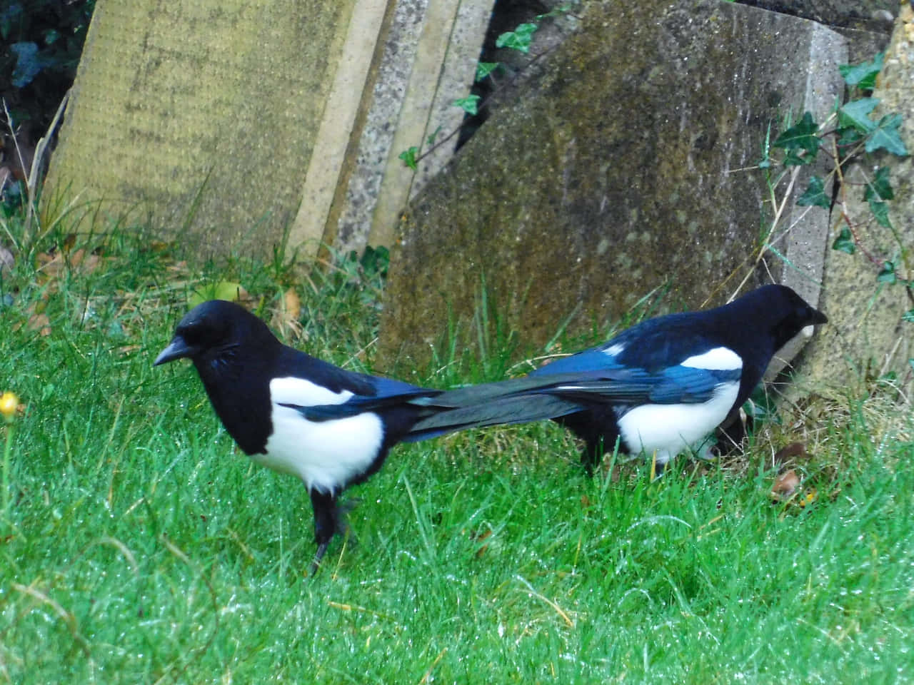Magpies And Crows 桌布 壁紙 — 兩隻黑白羽毛的喜鵲在長滿苔蘚的石柱附近鮮綠的草地上覓食。