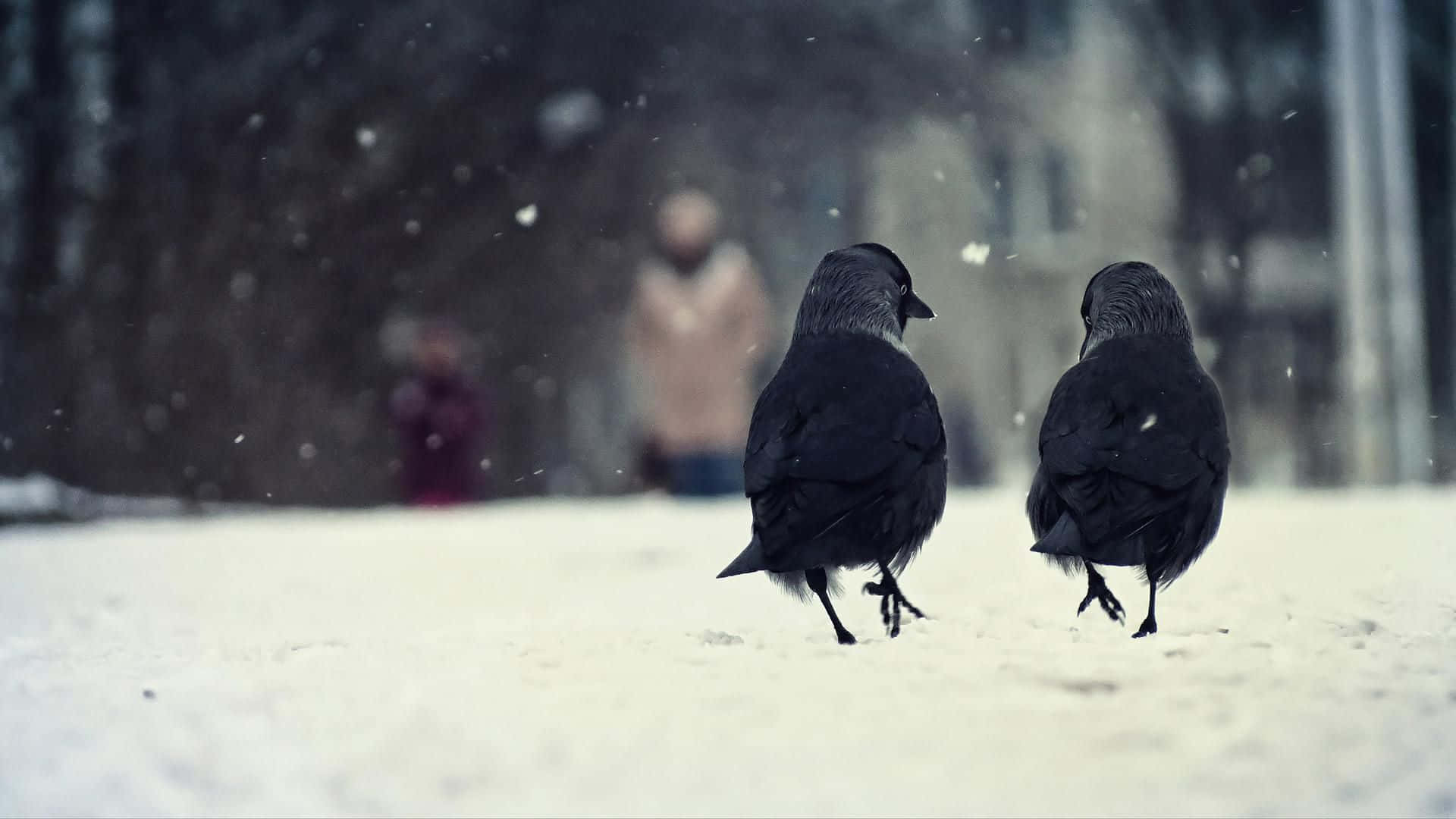 Winter Animal 桌布 壁紙 — 兩隻黑色烏鴉在雪地上走開，雪花飄落，背景中有模糊的人影。