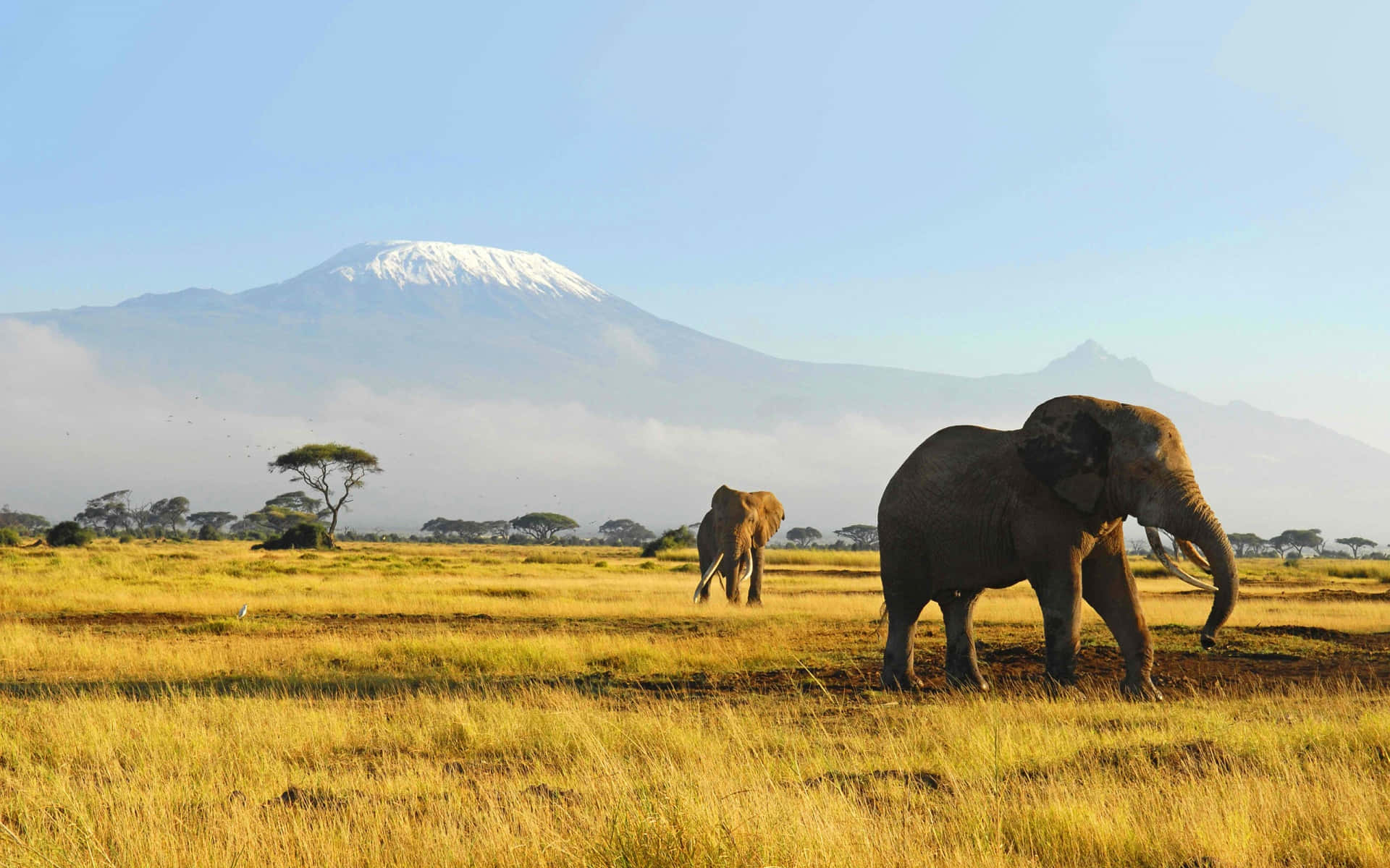 African Wildlife 桌布 壁紙 — 兩頭大象在金黃色的草原上漫步，白雪覆蓋的乞力馬扎羅山在霧氣繚繞的遠方雄偉地聳立。