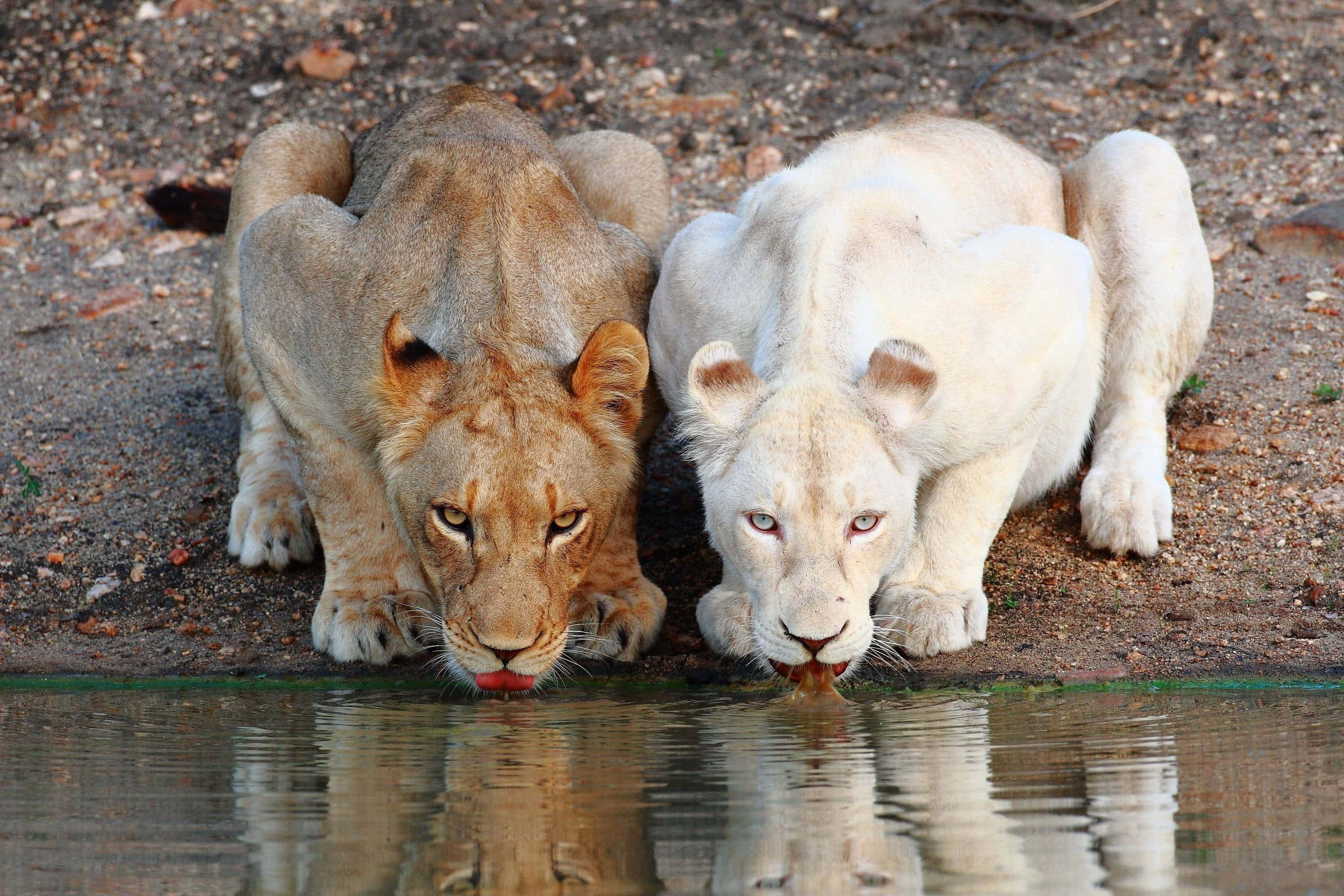 Lions 桌布 壁紙 — 兩頭獅子，一金一白，並肩喝水，牠們的倒影在平靜的水面上閃爍。