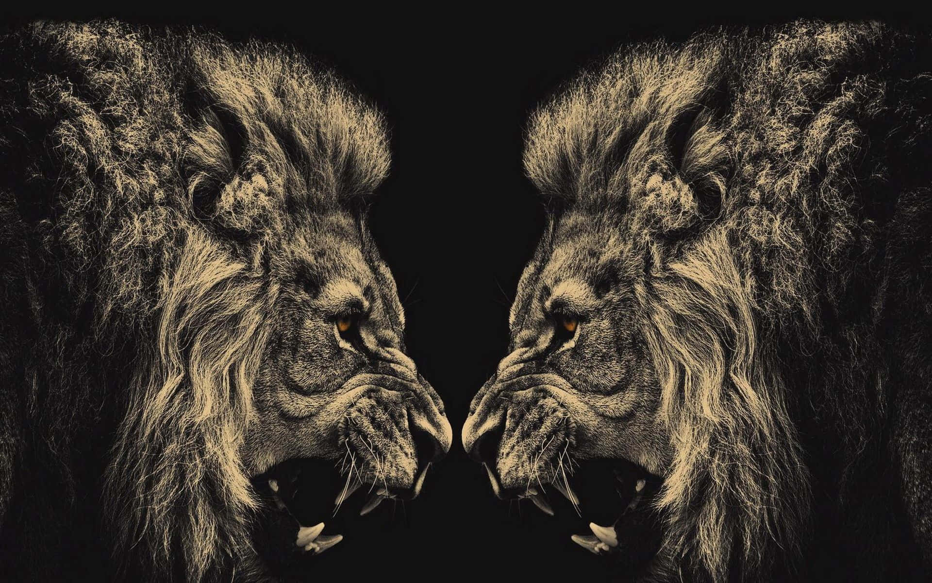 Black Lion 桌布 壁紙 — 兩頭雄偉的獅子在黑色背景前以戲劇性的對稱姿勢面對面。