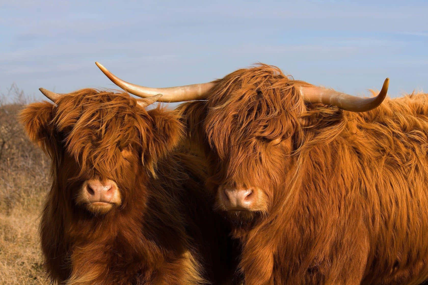 Highland Cow 桌布 壁紙 — 兩頭高地牛，披著蓬鬆的棕色毛皮和彎曲的角，在晴朗的藍天下緊密地站在乾燥的草地上。