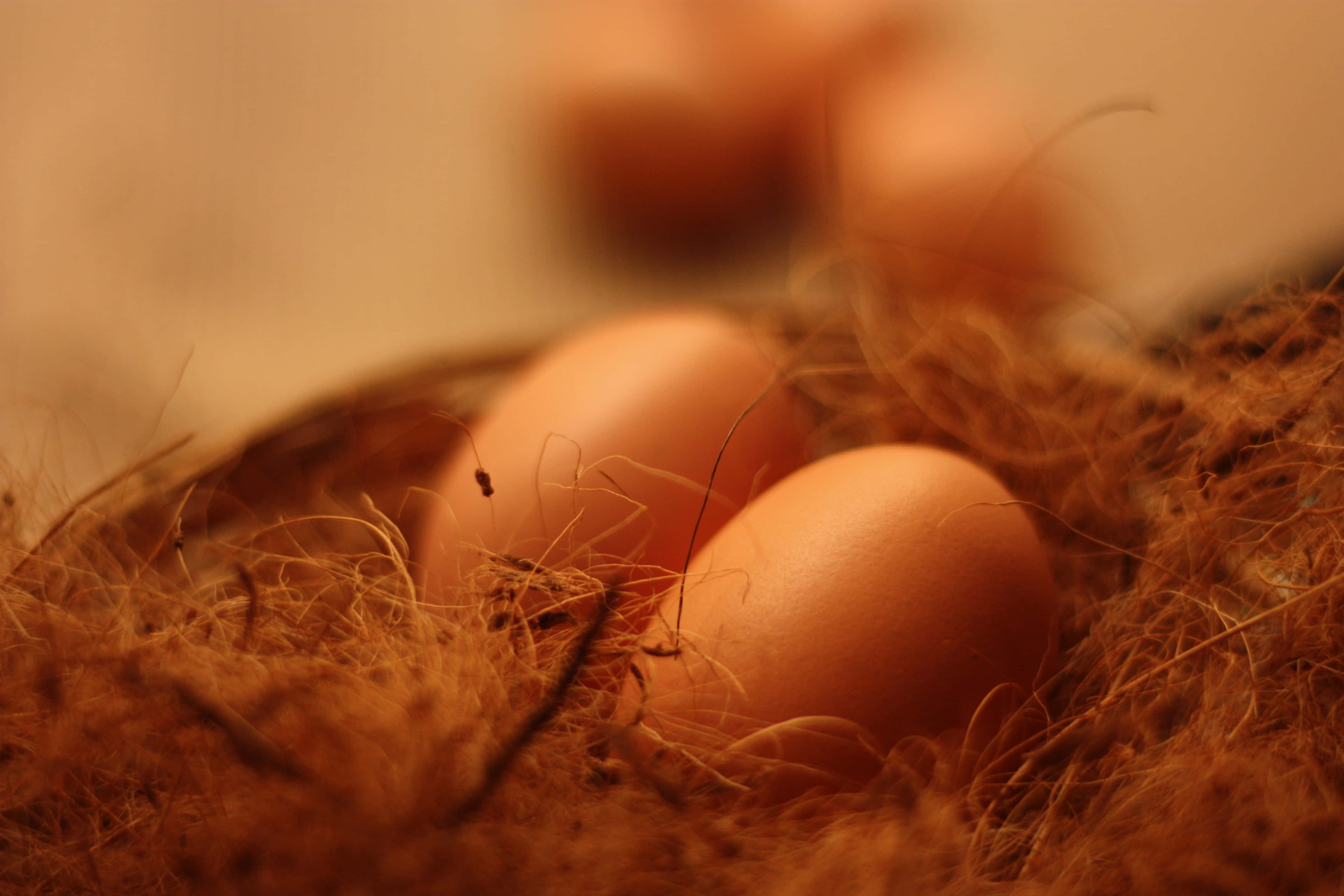 Brown Eggs 桌布 壁紙 — 兩顆光滑的棕色雞蛋依偎在柔軟的纖維巢材中，沐浴在溫暖的金色光線下。