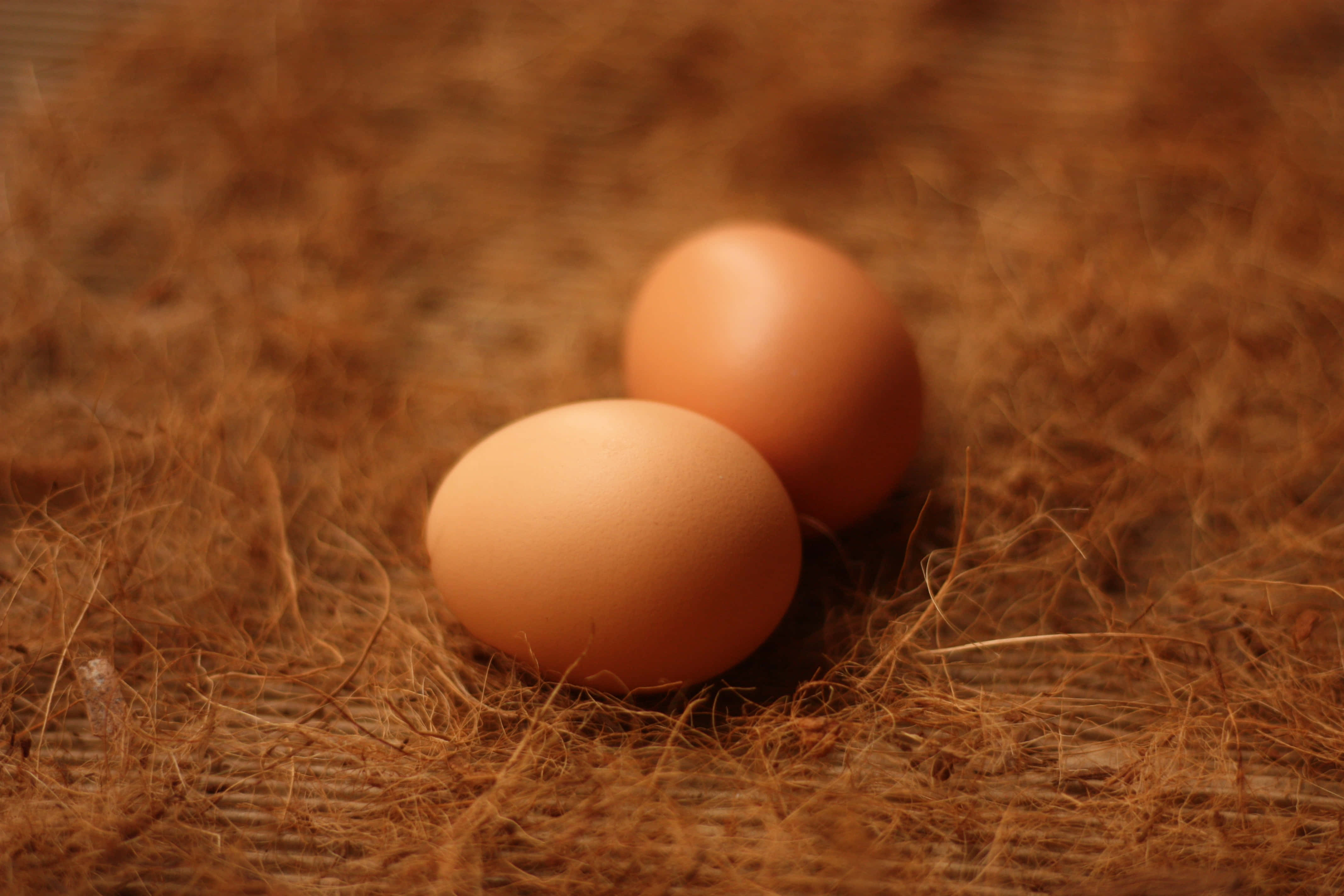 Brown Eggs 桌布 壁紙 — 兩顆光滑的棕色雞蛋輕輕地躺在乾草床上，沐浴在溫暖的金色光芒中。