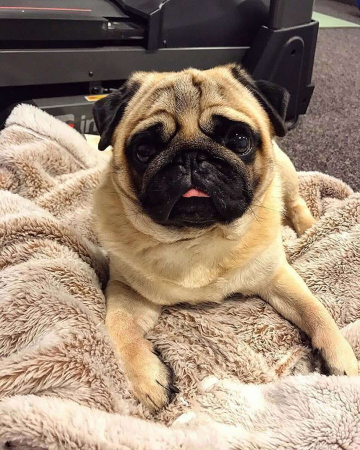 八哥犬圖片 壁紙