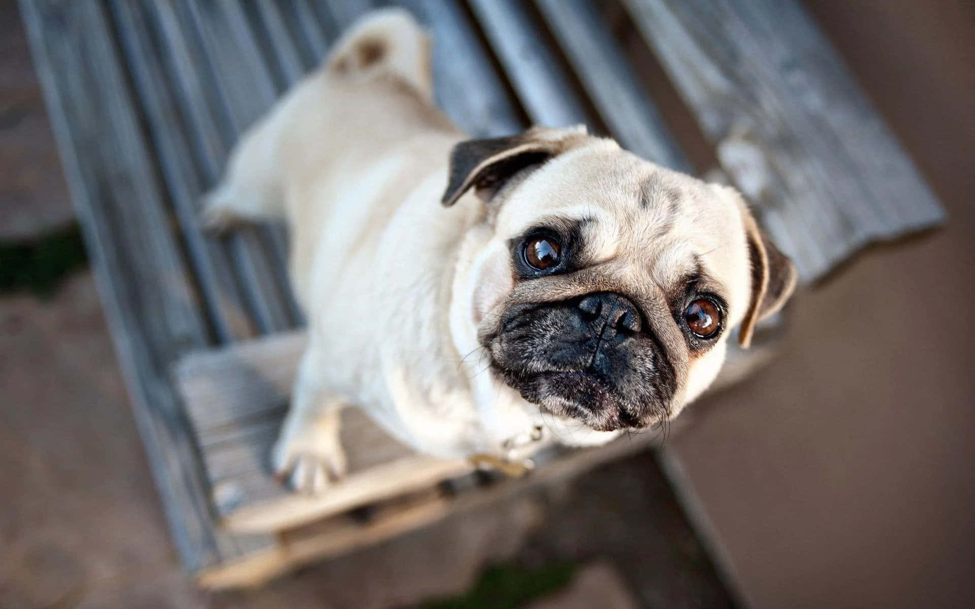 八哥犬圖片 壁紙