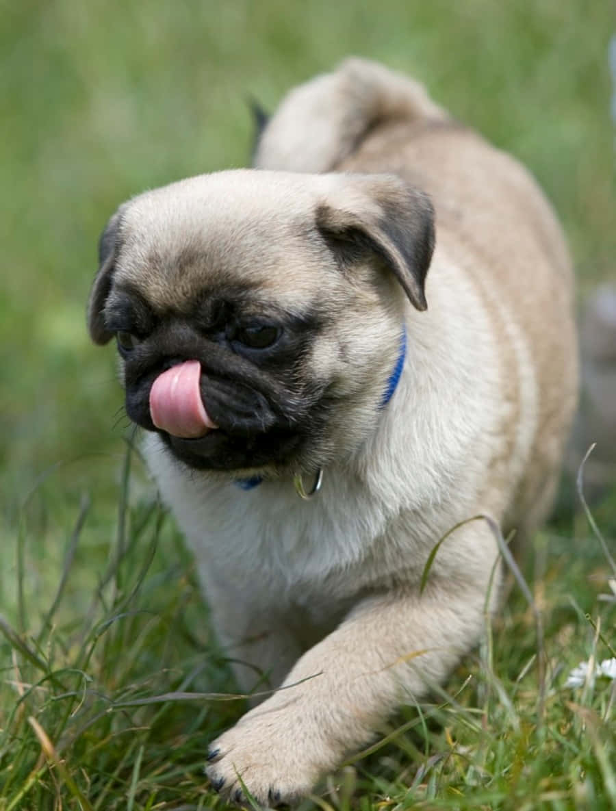 八哥犬圖片 壁紙
