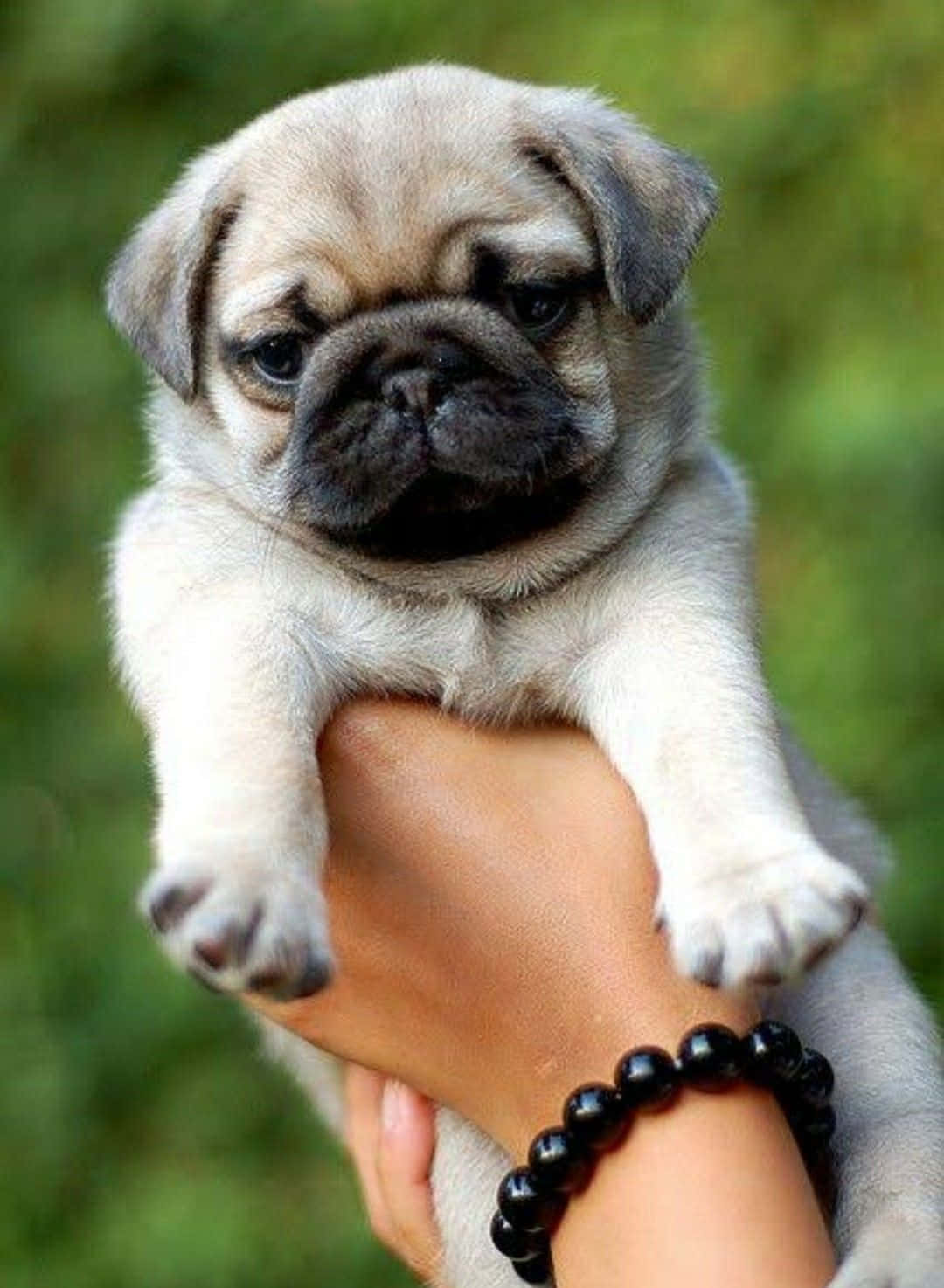 八哥犬圖片 壁紙
