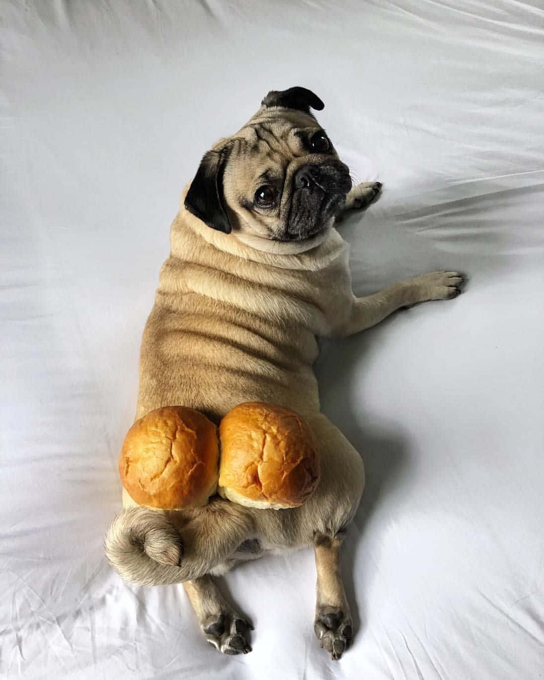八哥犬圖片 壁紙