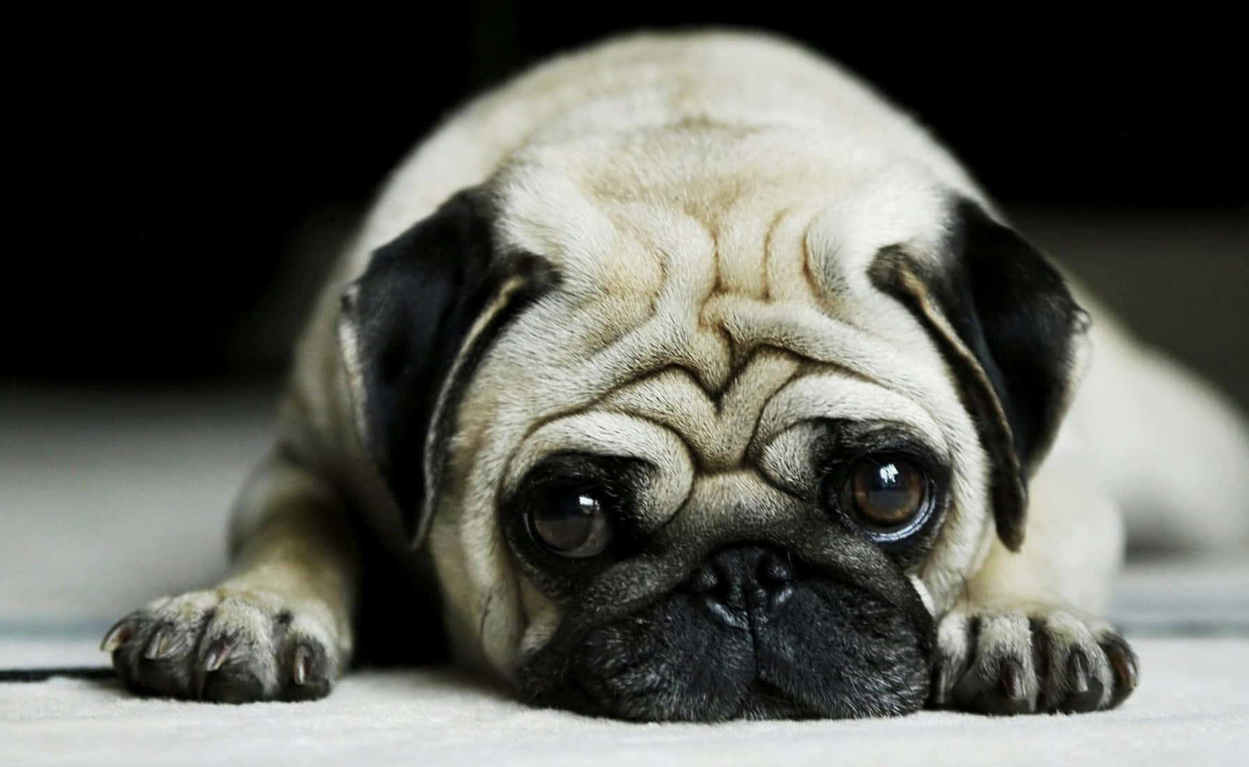 八哥犬圖片 壁紙