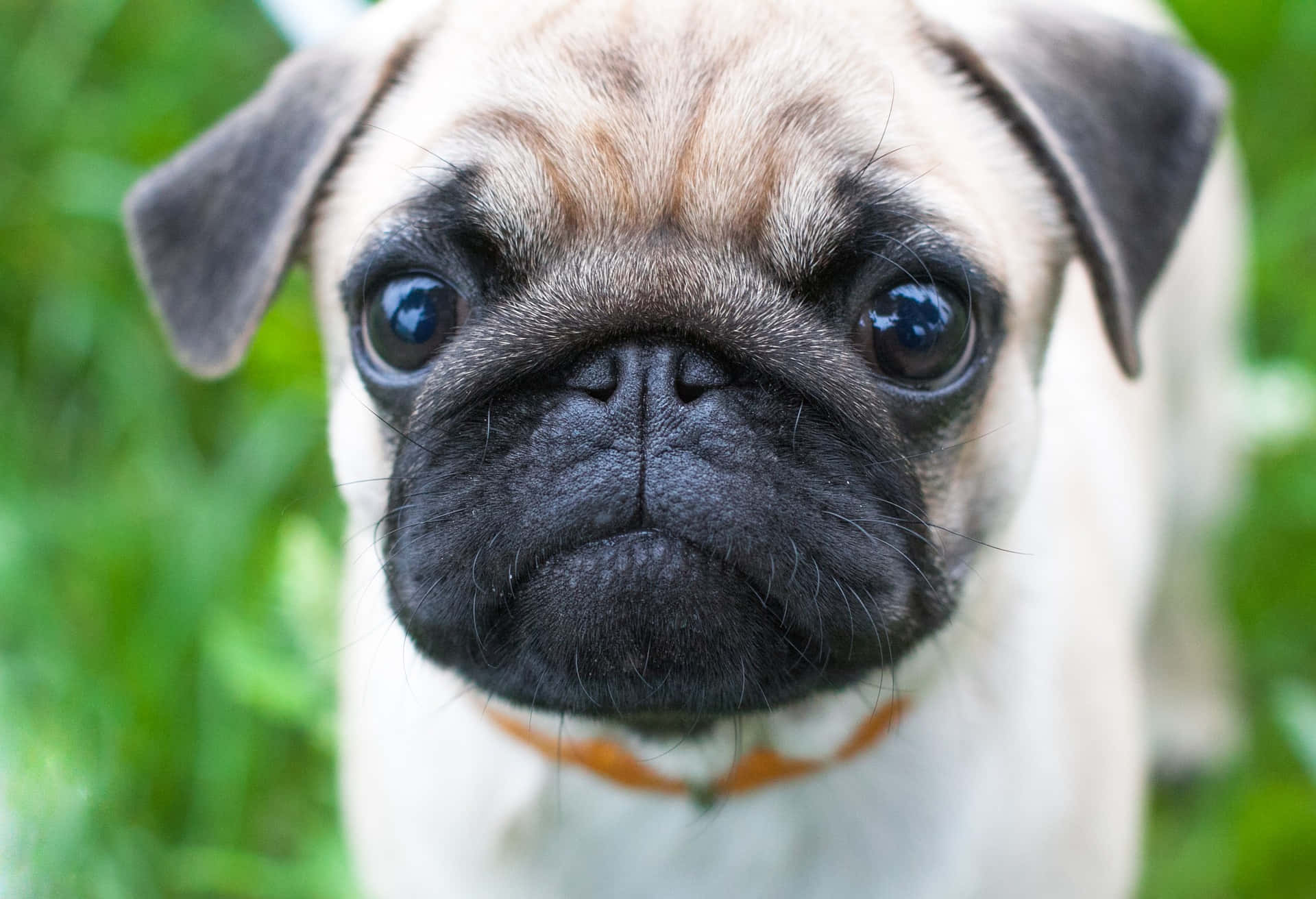 八哥犬圖片 壁紙