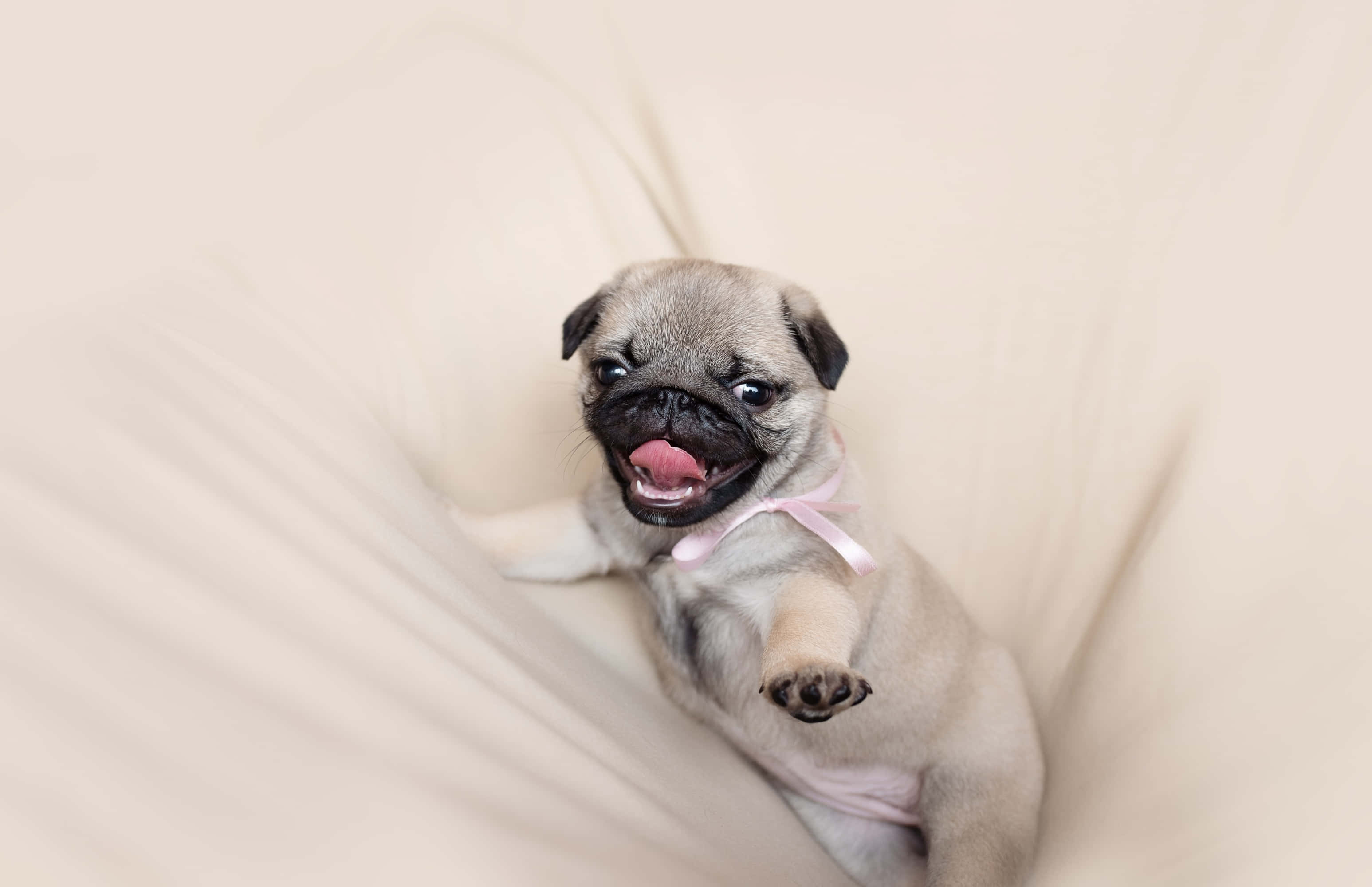 八哥犬相片 壁紙