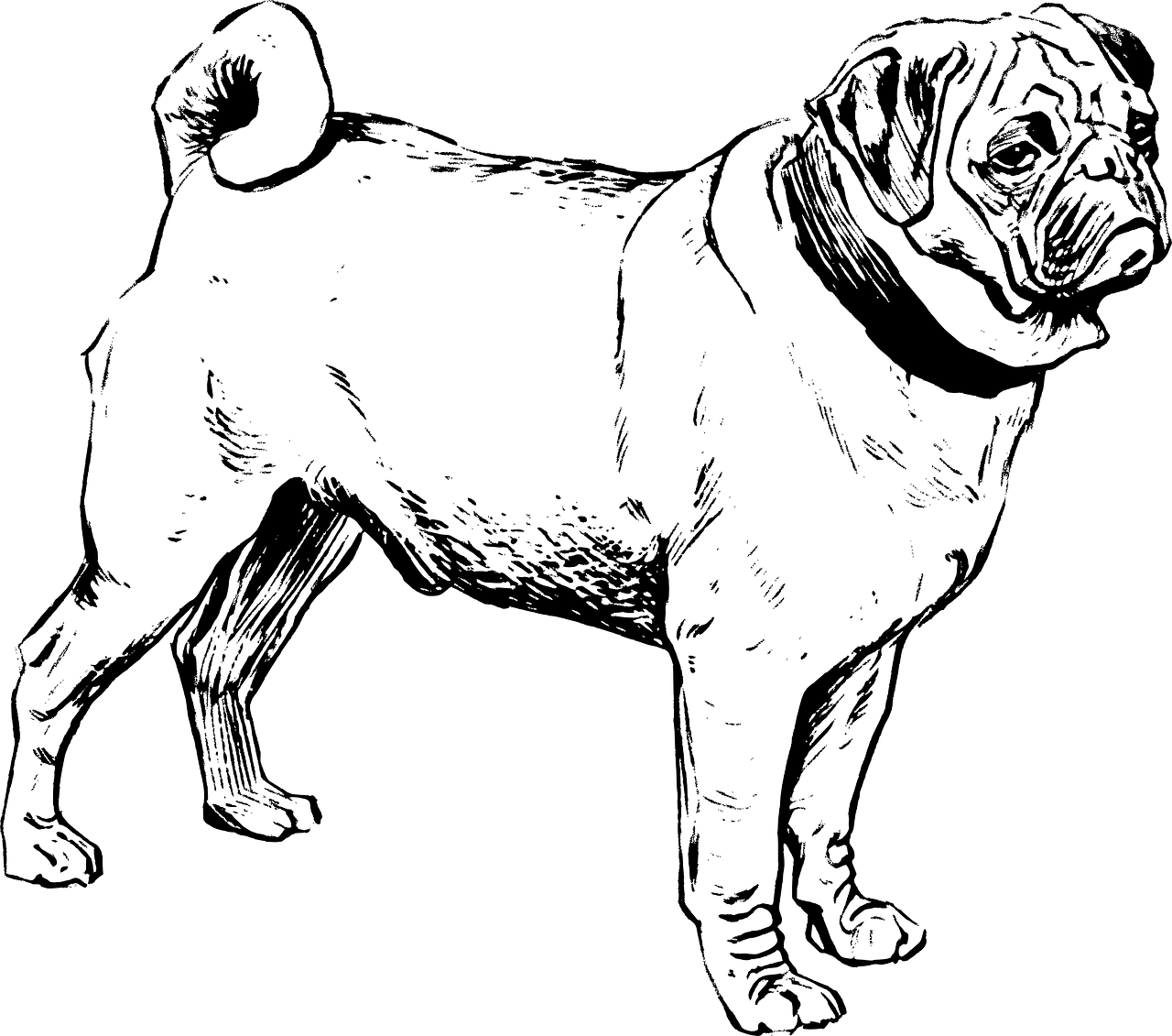 八哥犬素描 壁紙