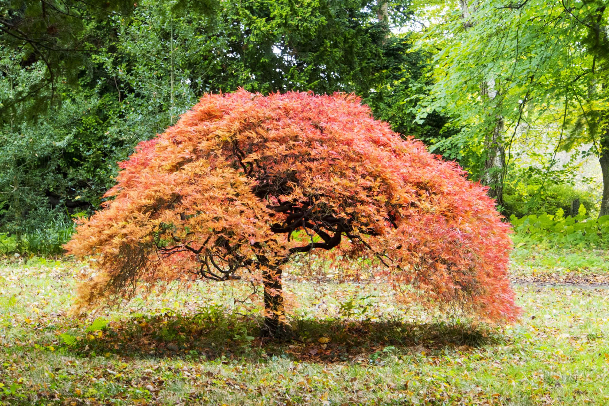 公園樹林中的一棵紅樹 壁紙