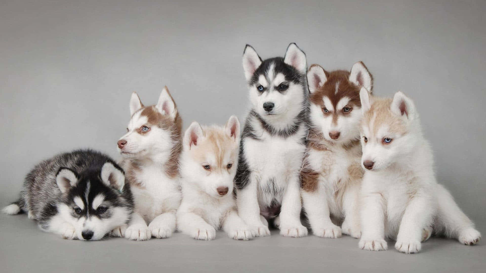 Puppies 桌布 壁紙 — 六隻可愛的哈士奇幼犬，擁有引人注目的藍色和棕色眼睛，在純灰色工作室背景上一起擺姿勢。