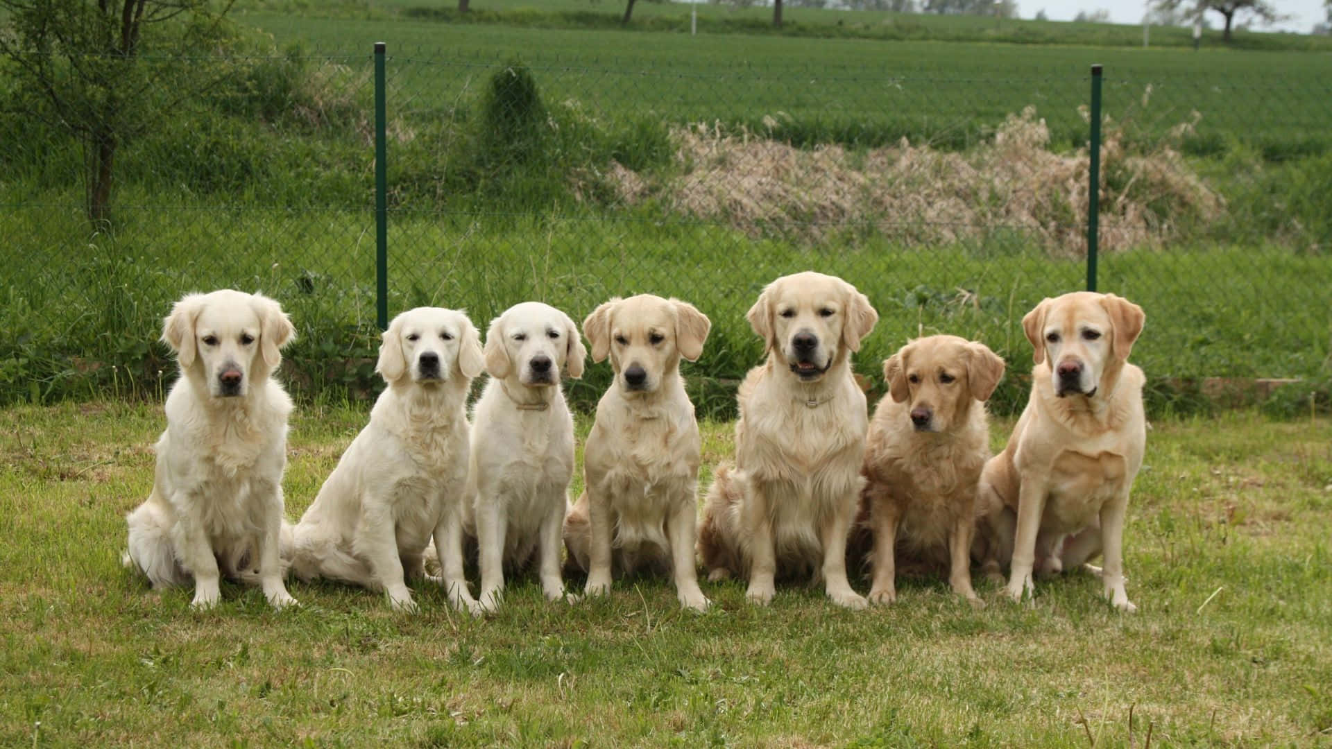 Dogs 桌布 壁紙 — 六隻金毛尋回犬在陰天下一字排開，平靜地坐在草地上，背景有綠色籬笆樁和遠處的樹木。