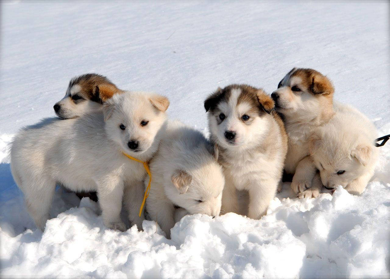 六隻雪地哈士奇幼犬 壁紙 — 五隻毛茸茸的小狗，毛色白棕相間，在明亮的陽光下擠在厚厚的雪中。