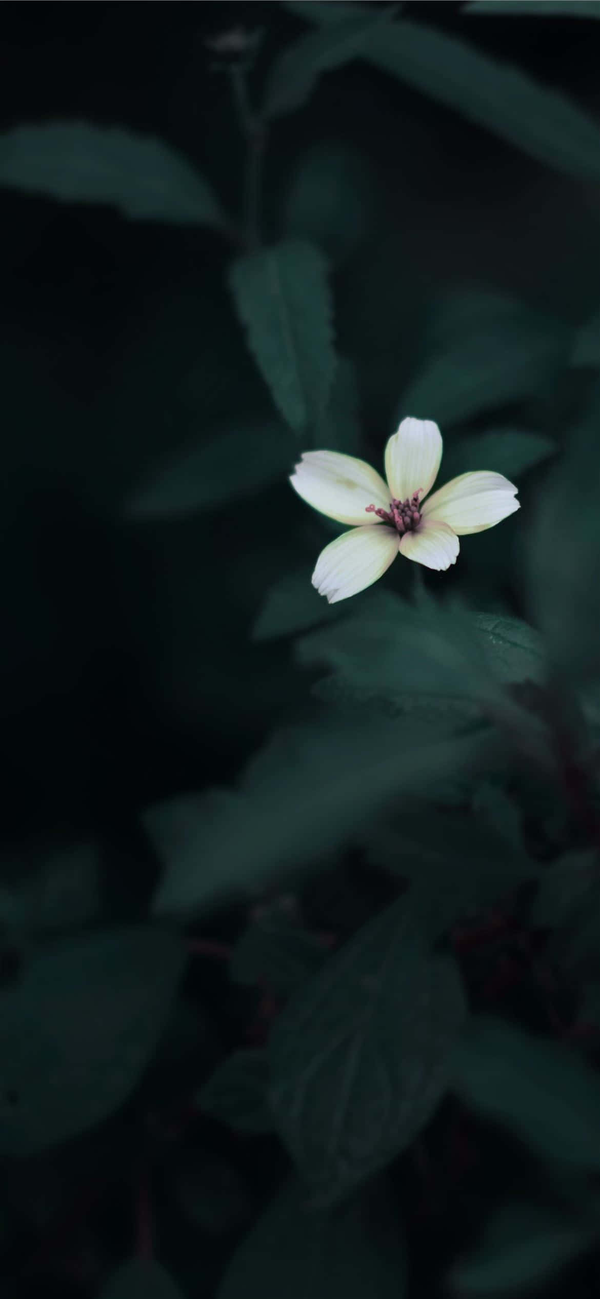 具簡約美學設計的iPhone 壁紙 — 一朵淡黃色的花朵在陰暗的暮色中，以深綠色樹葉為背景，柔和地綻放。