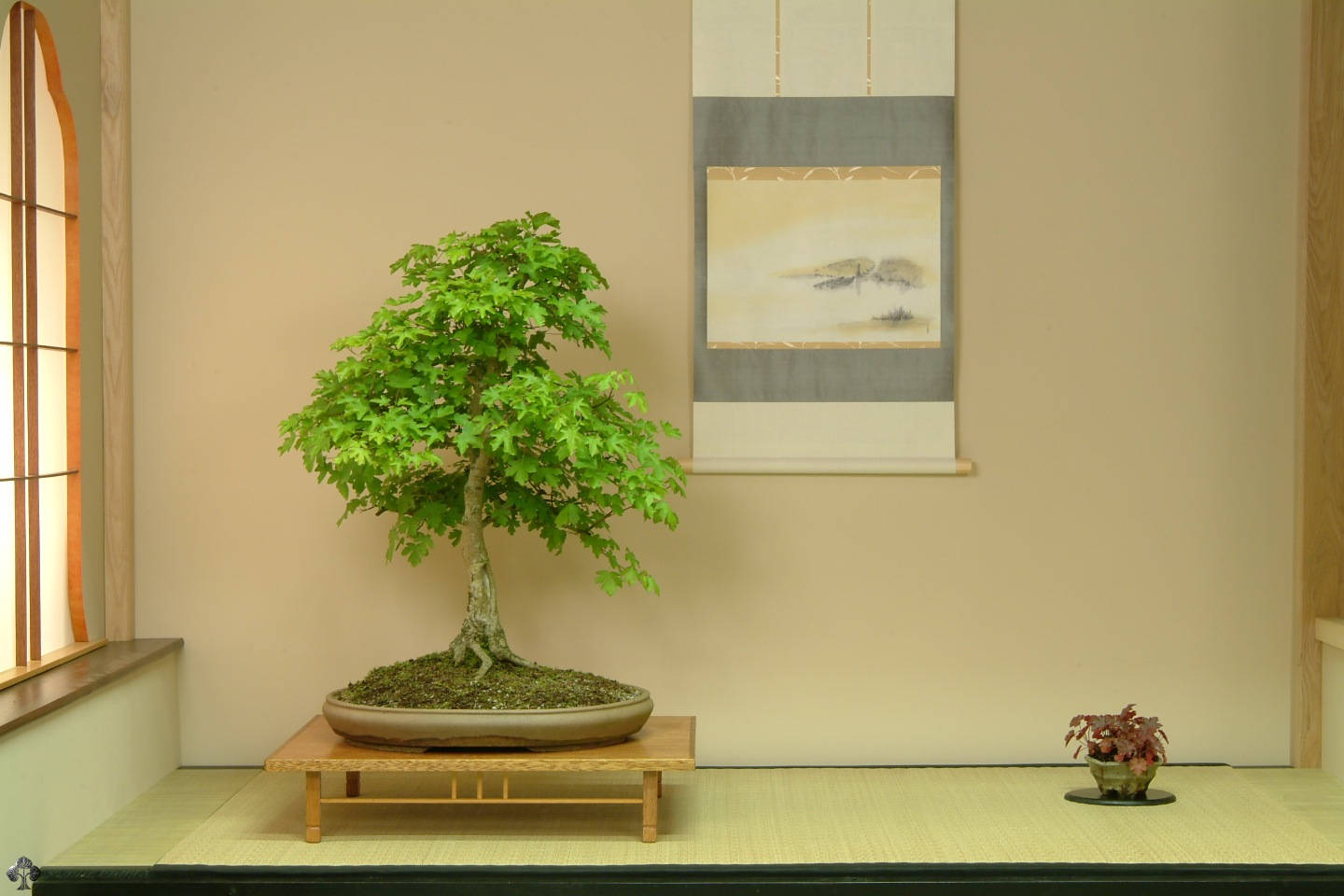 典雅直立式盆景植物攝影 壁紙 — 一棵茂盛的綠色盆景樹放在一個木製架上，位於一個鋪有榻榻米和障子屏風窗的寧靜日式房間內。
