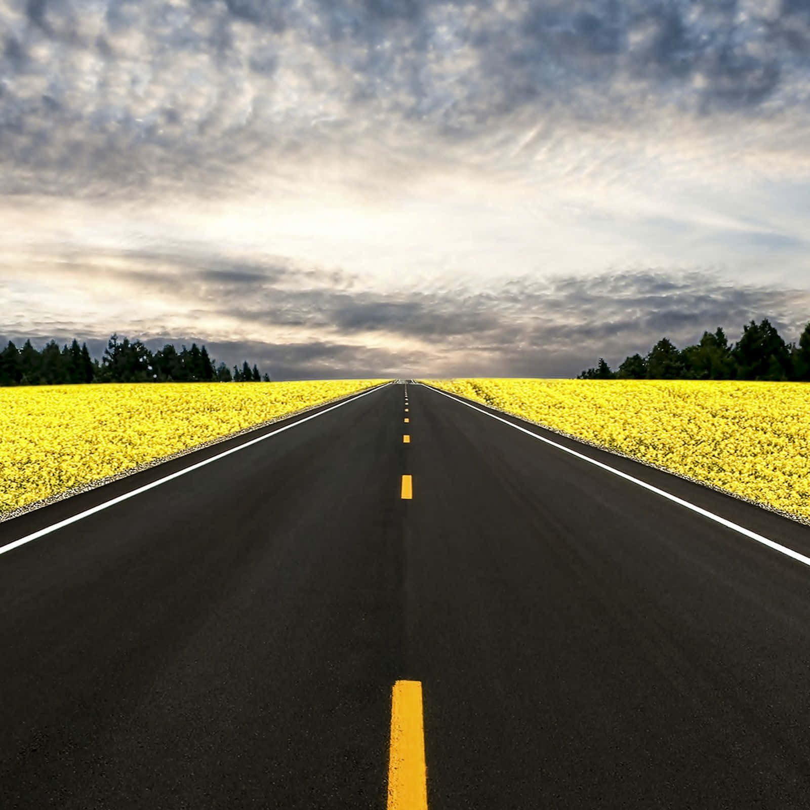 冒險之路 壁紙 — 一條筆直的瀝青道路在戲劇性的多雲天空下，兩旁是充滿活力的黃色花田，一直延伸至地平線。