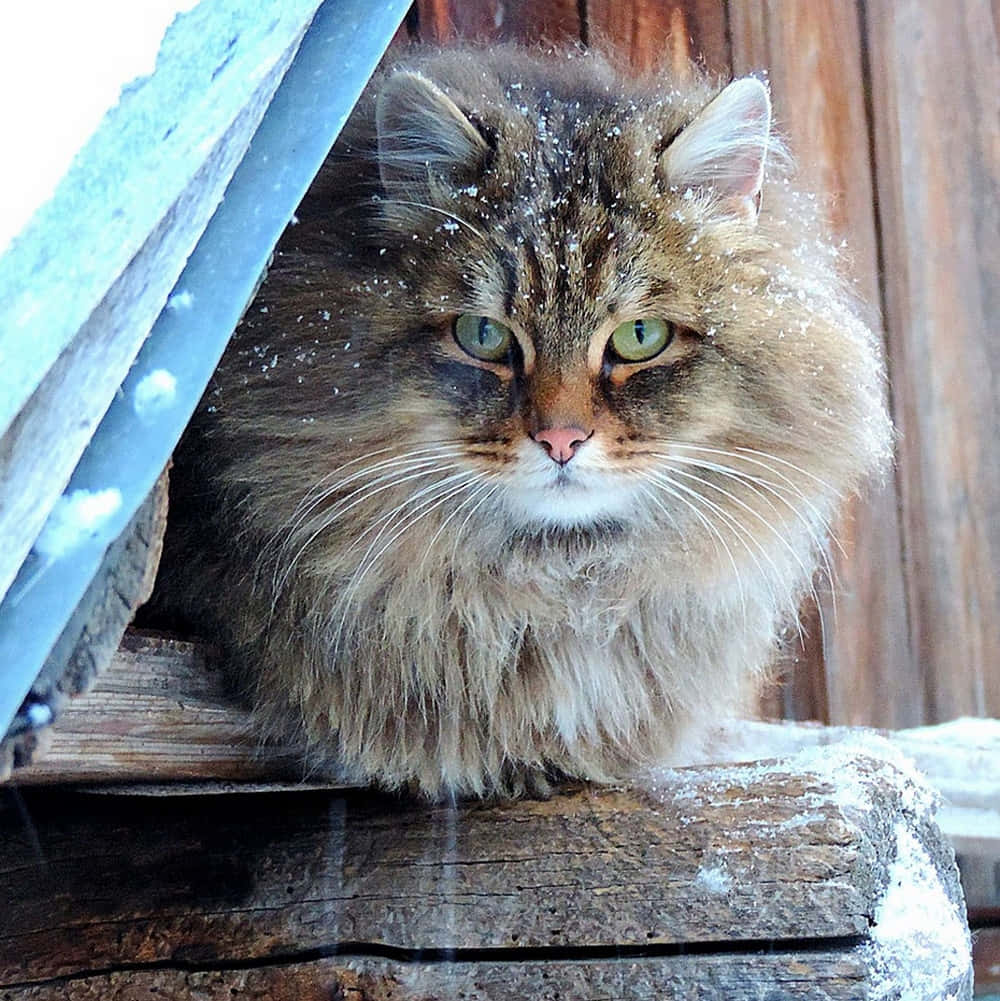 Siberian Cat 桌布 壁紙 — 冬天，一隻毛茸茸的長毛貓，綠色眼睛，從積雪的木製遮蔽處下探出頭來。