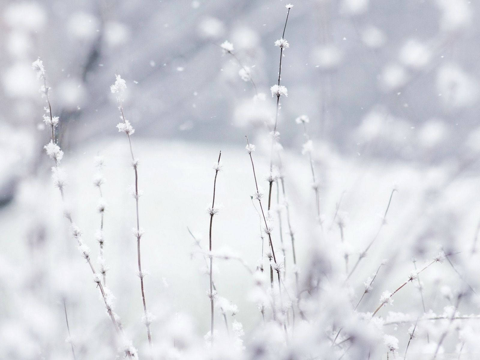 被雪覆蓋的草莖在一個安靜的冬季場景中，雪花飄落。