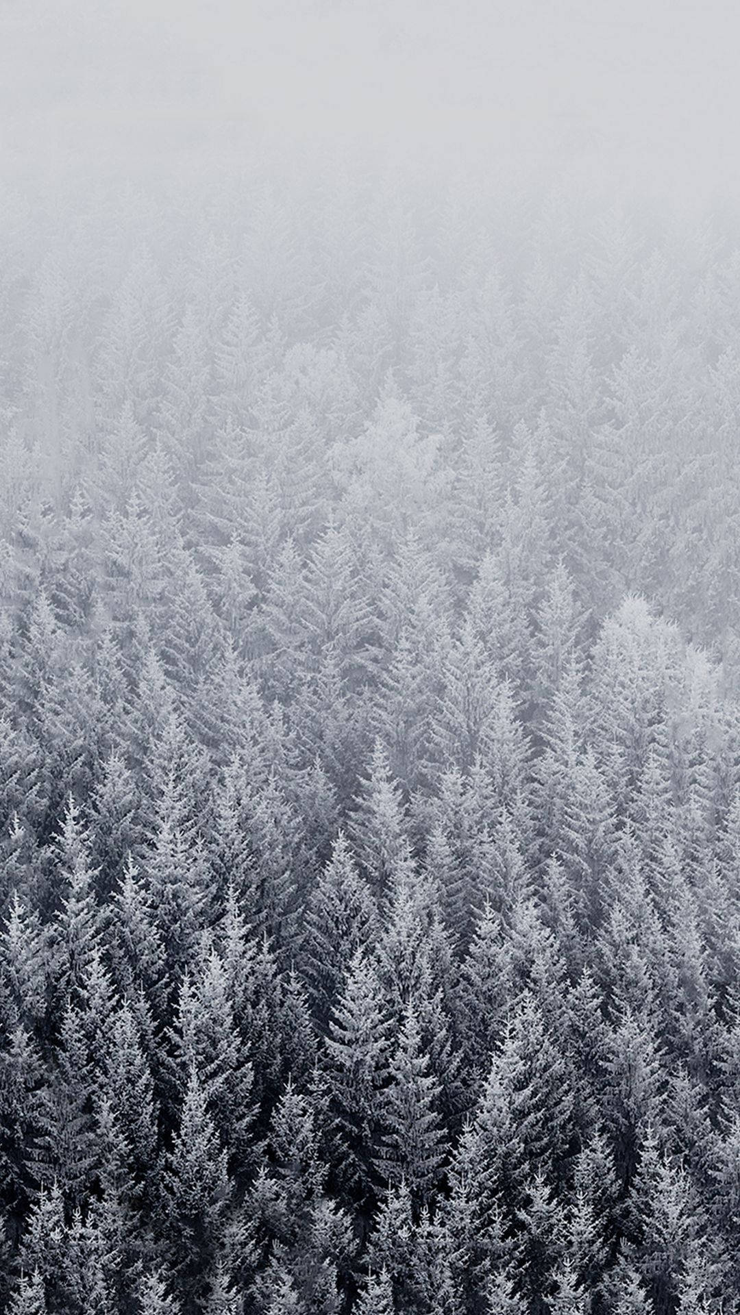 白雪覆蓋的松樹林被迷濛灰色霧氣籠罩的俯瞰景象。