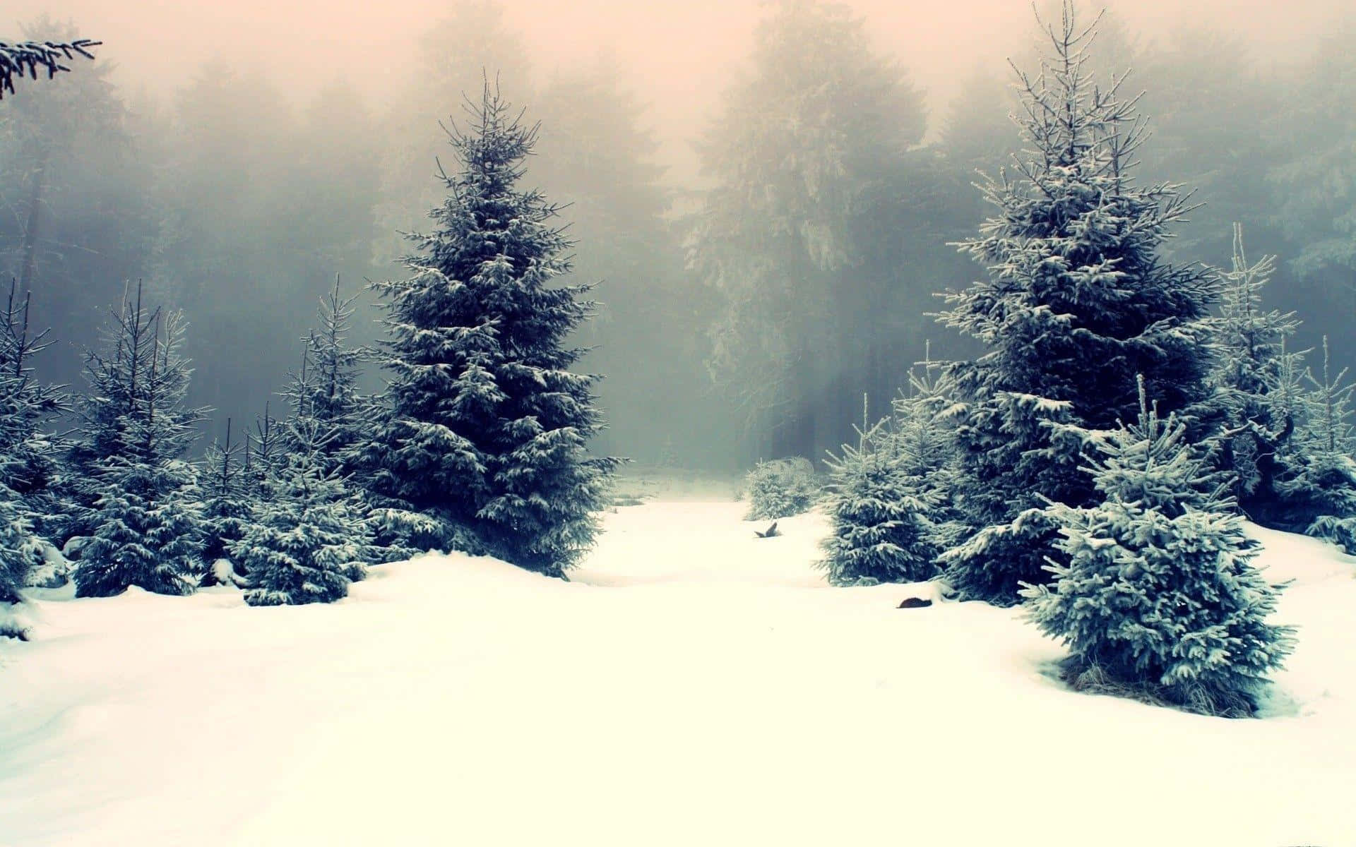 冬季仙境 壁紙 — 白雪覆蓋著霧氣瀰漫的冬季森林中的常綠樹，柔和散射的光線穿過霧氣。