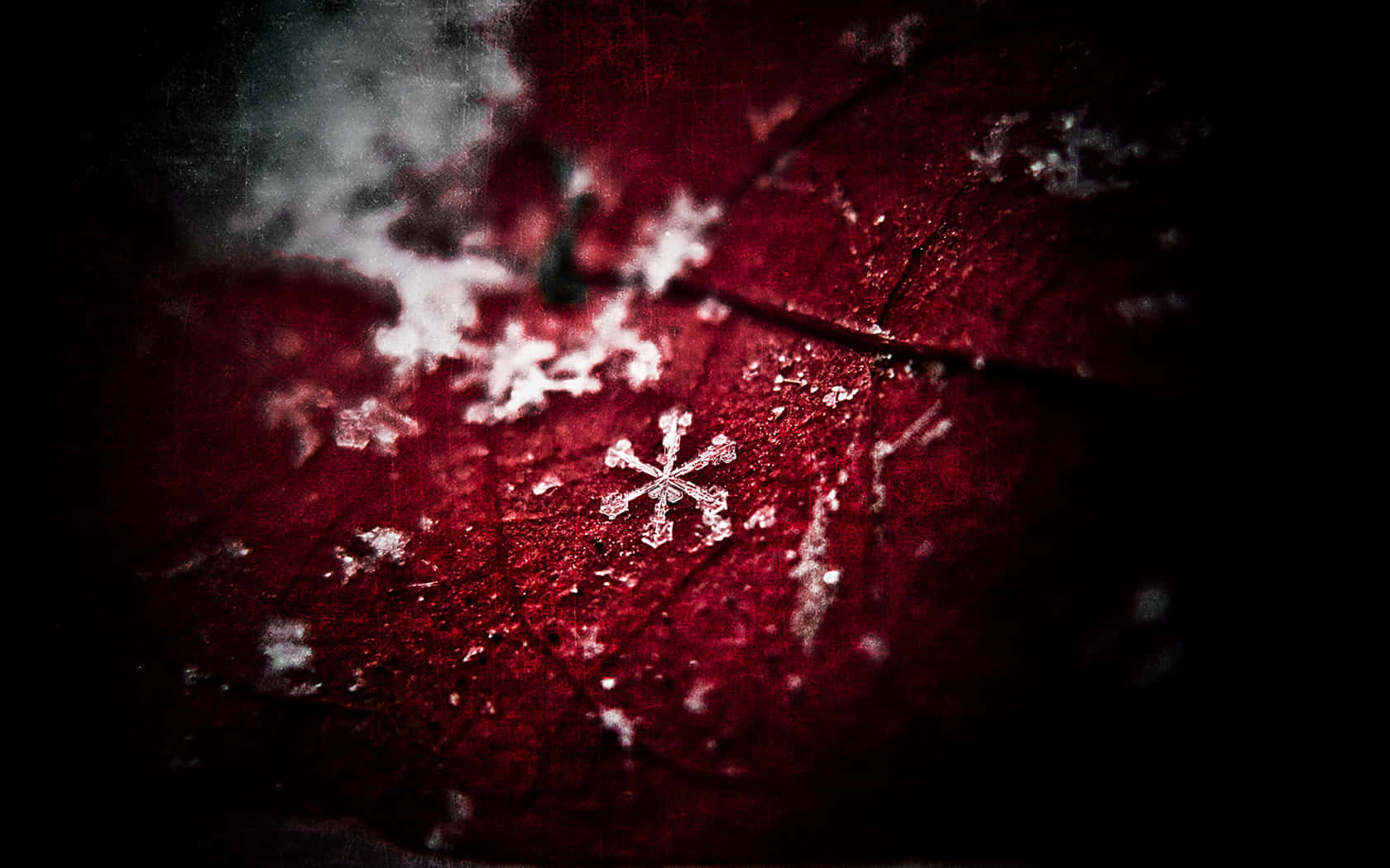 深色冬日場景中紅葉上的雪花