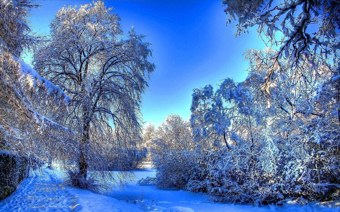 白雪覆蓋的樹木和小徑，在清澈的藍色冬日天空下。