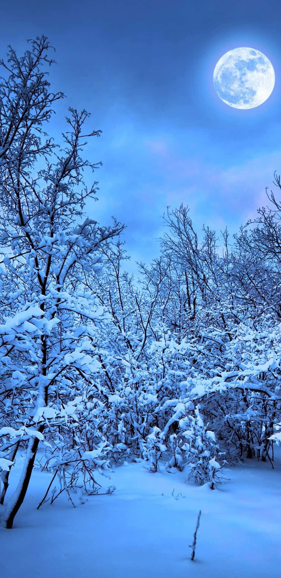 夜晚明亮的滿月下積雪的森林