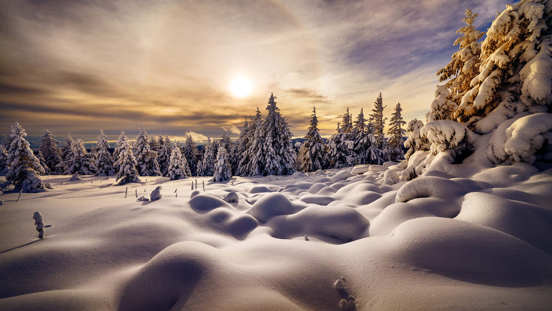 冬季仙境 壁紙 — 夕陽將白雪覆蓋的松樹和起伏的雪堆沐浴在溫暖的金色光芒中，映襯著柔和的多雲天空。