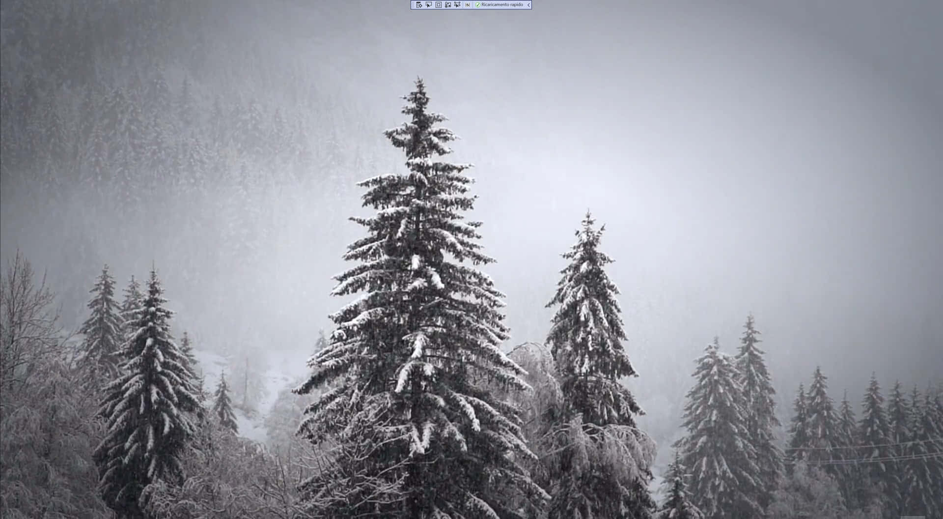 霧氣瀰漫的冬日森林中白雪覆蓋的松樹。