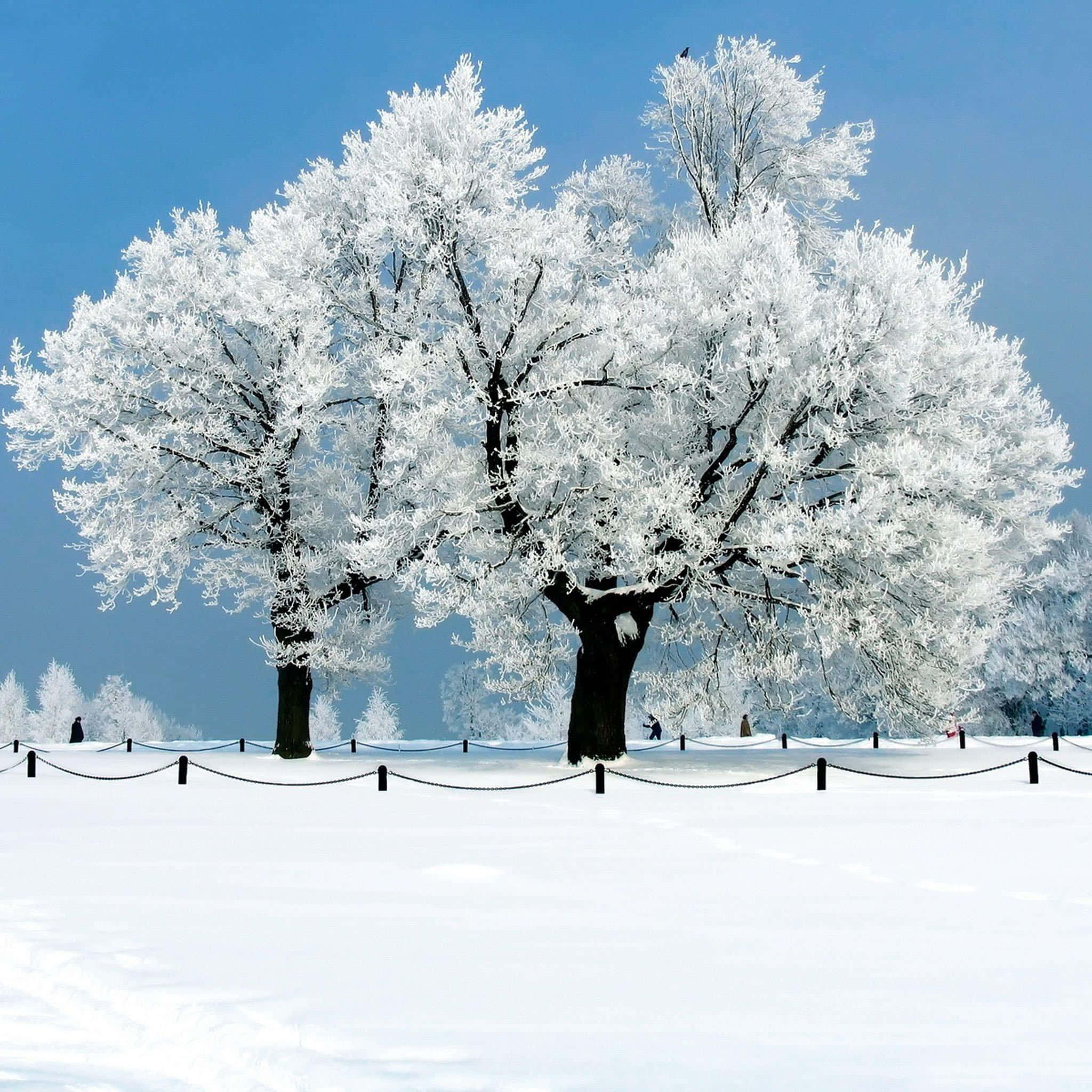冬季仙境——欣賞雪覆蓋的山巒美景 壁紙 — 兩棵雄偉的霜覆樹木在雪地上高高聳立，藍天清澈，前景有鏈條圍欄。