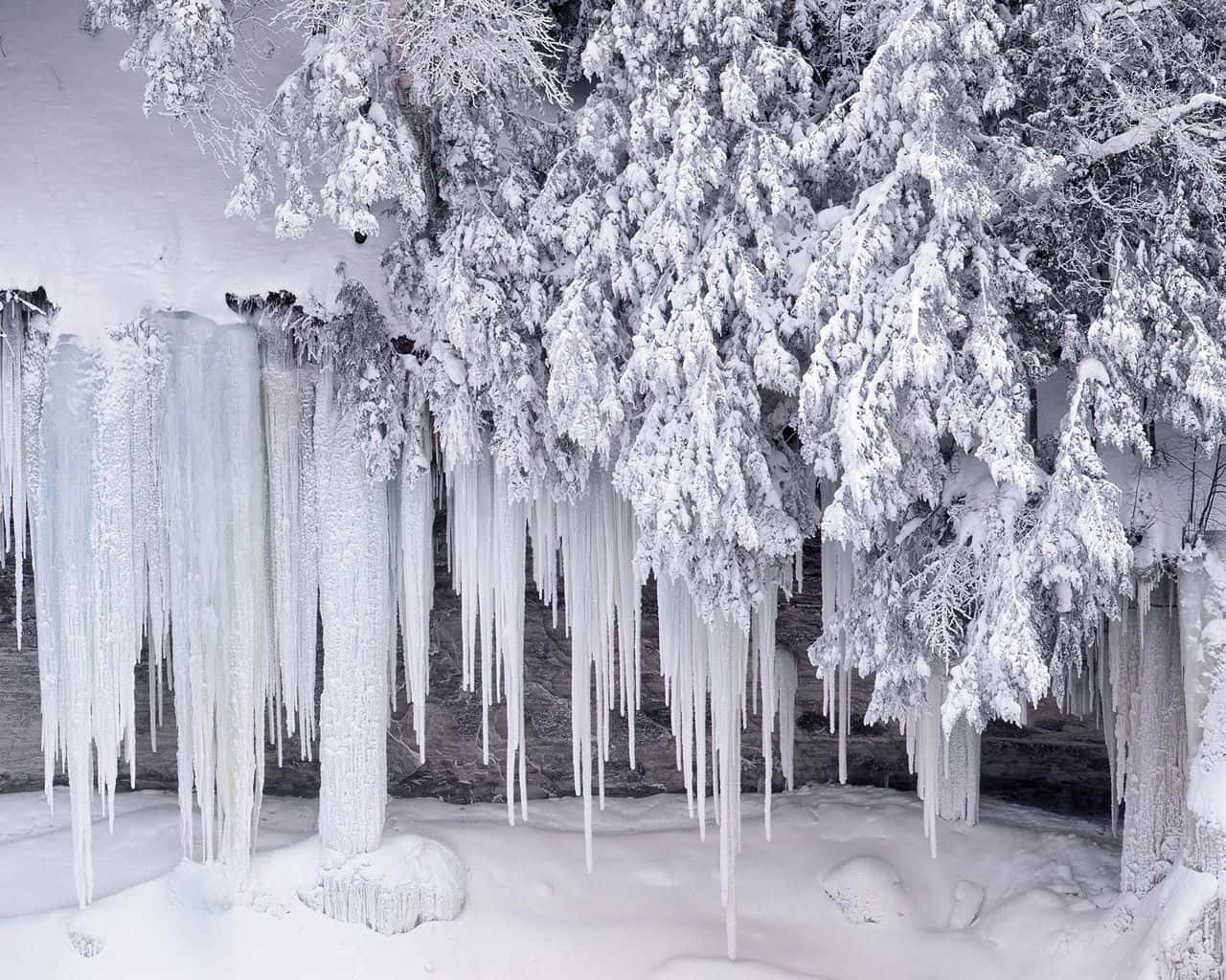 樹木被雪和懸掛的冰柱覆蓋在冬日森林中。