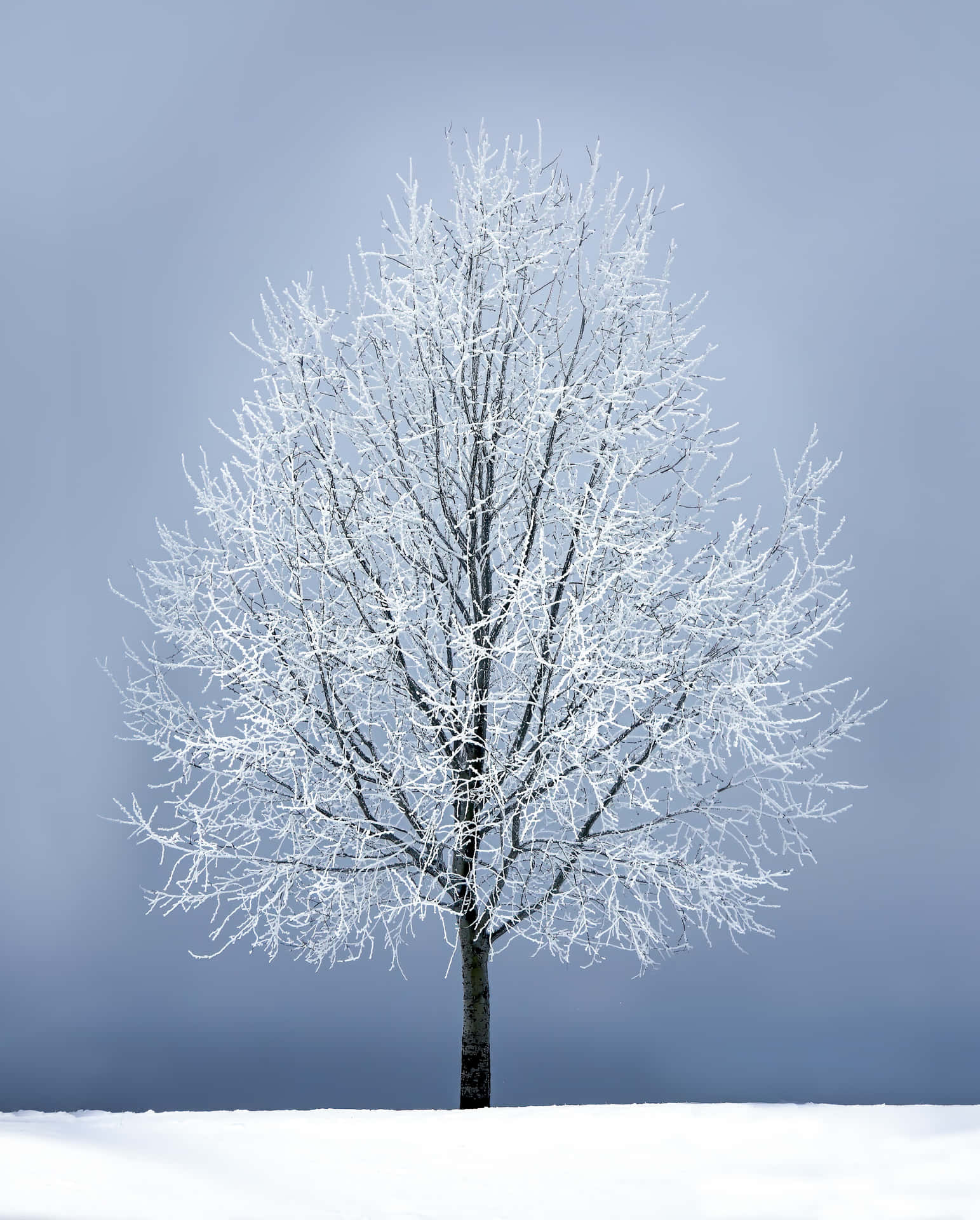 霜樹孤獨地立在灰色天空下的雪地中