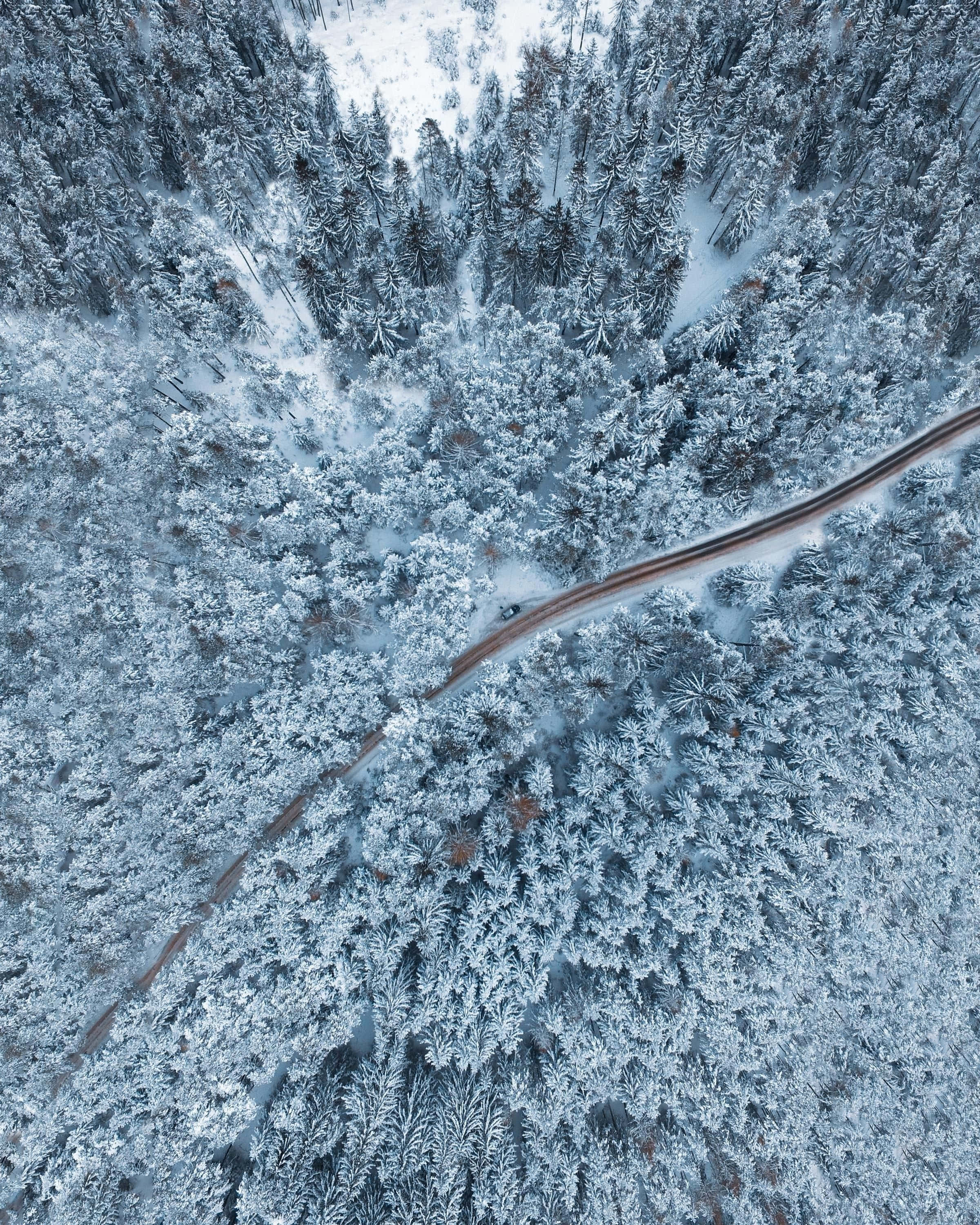 Snow Trees 桌布 壁紙 — 冬季俯瞰一條蜿蜒道路穿過茂密積雪森林的航拍圖。