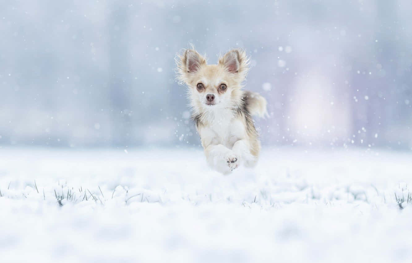 冬季吉娃娃狗狗蹦跳 壁紙 — 一隻細小的芝娃娃在雪地上歡快地奔跑，雪花在冬日場景中飄落。