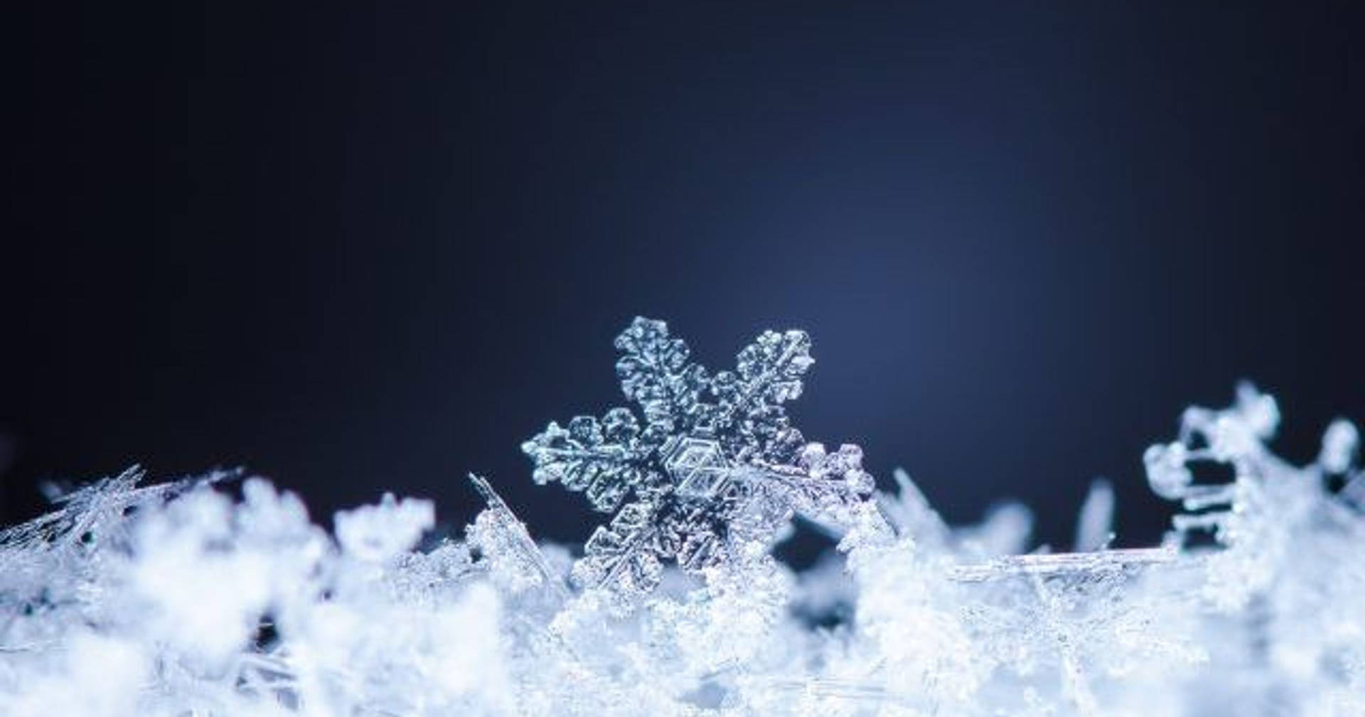 一片細節豐富的雪花停留在霜上，背景為深藍色。
